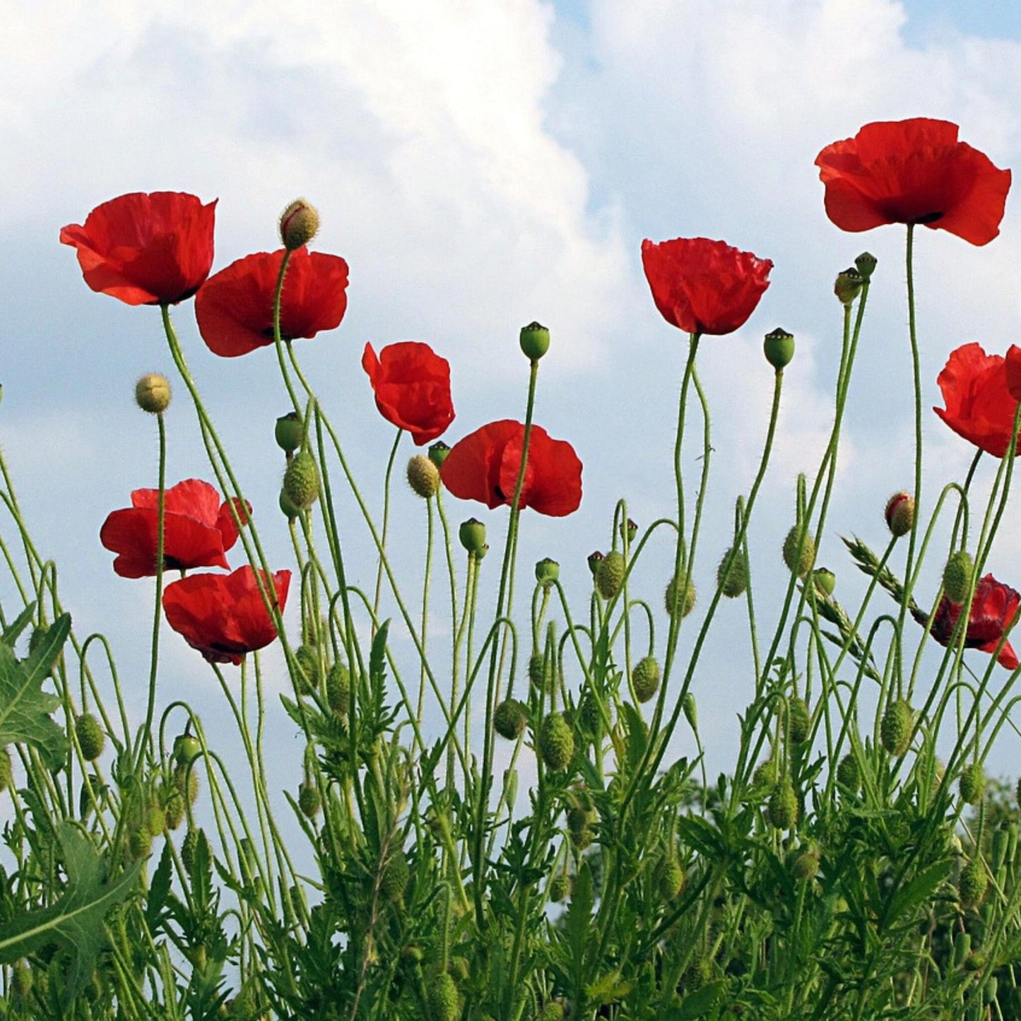 Amapola Turca - 10 Pzs - Papaver Orientale - Cepellones_4