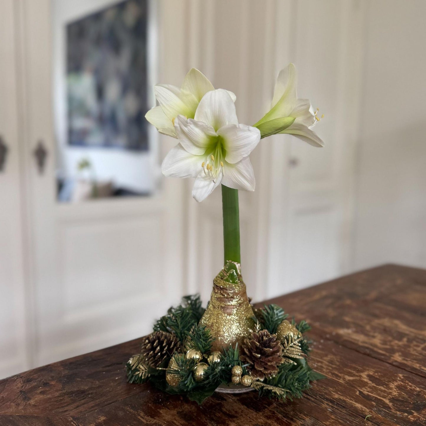 Amarilis - Hippeastrum 'corona De Navidad' - Oro_4