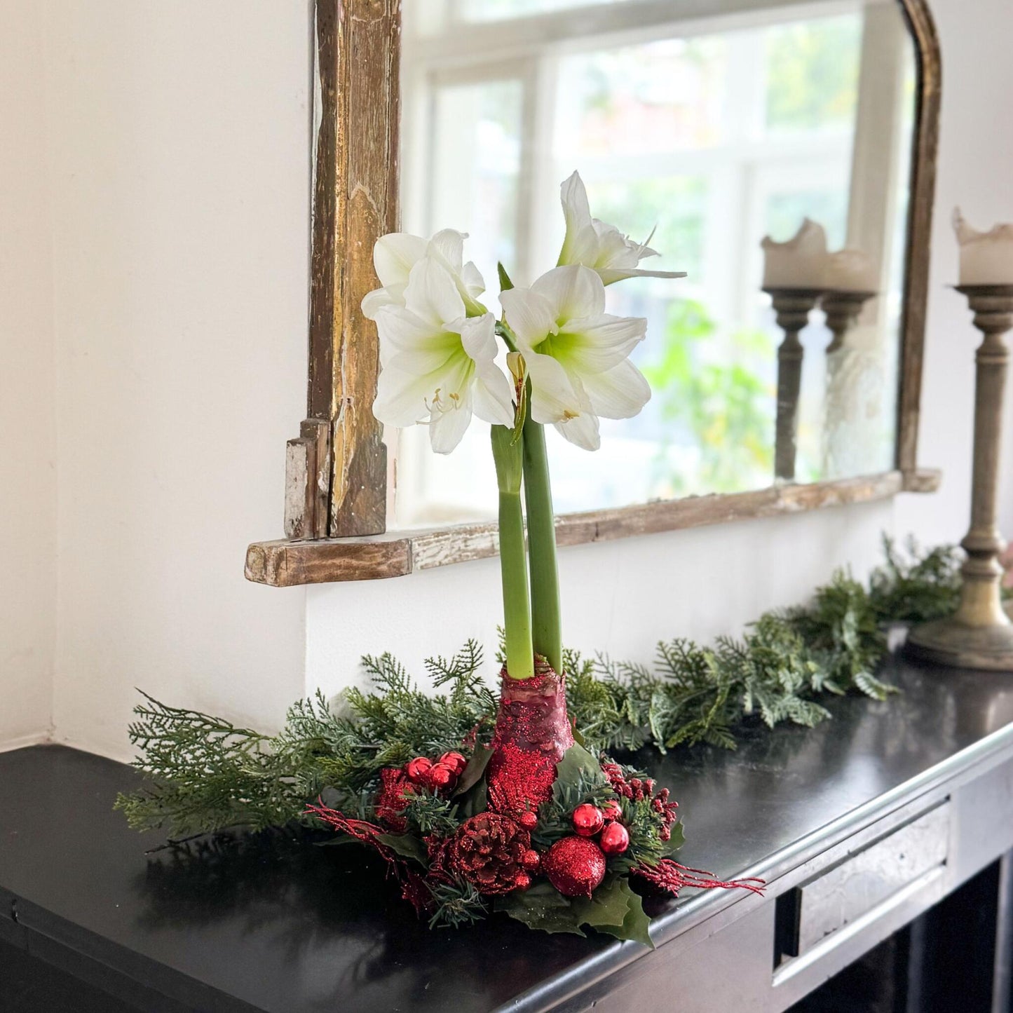 Amarilis - Hippeastrum 'corona De Navidad' - Rojo_4