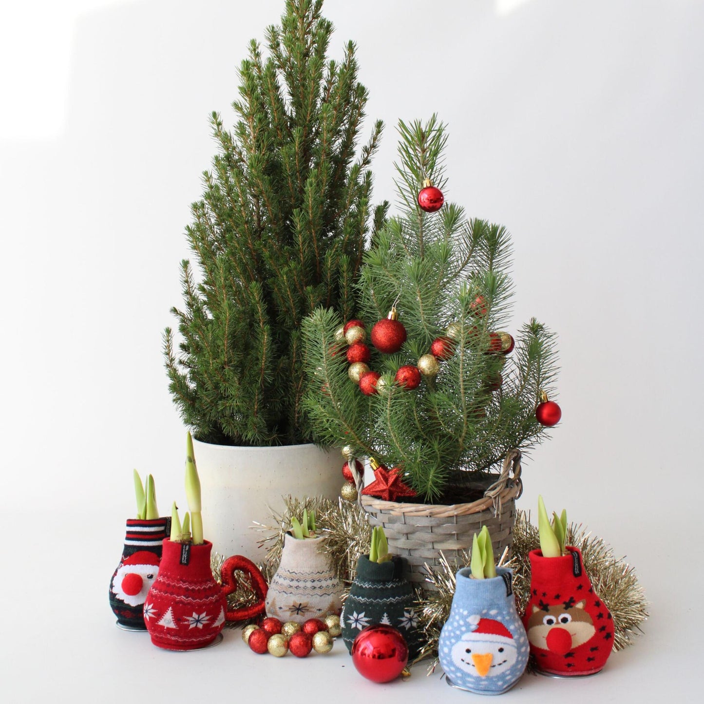 Amarilis - Hippeastrum 'snowman Sweater' - Bulbo De Flor - Rojo_4