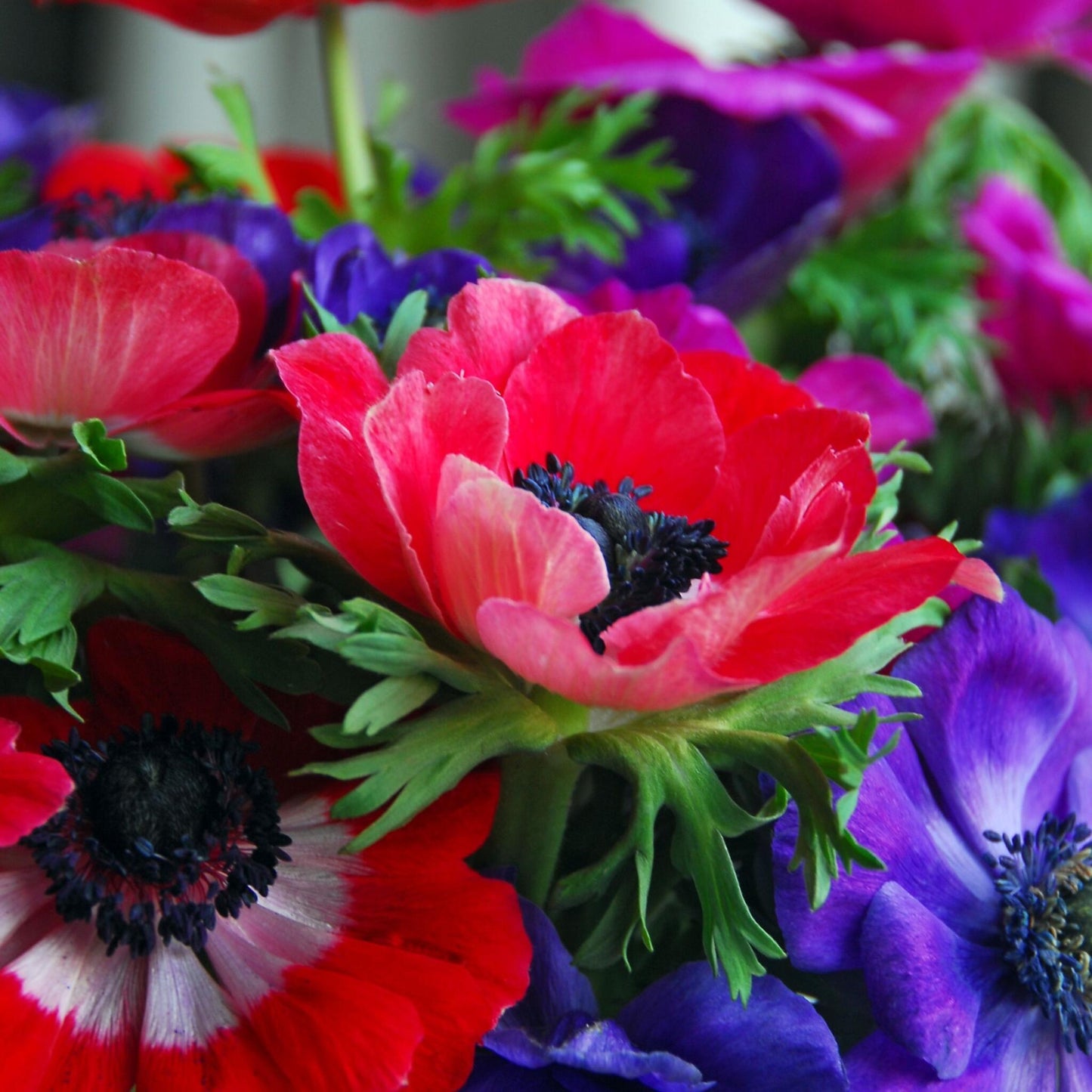 Anemone Coronaria - 100 Pzs - Anemoon De Caen - Bulbos De Flores_3