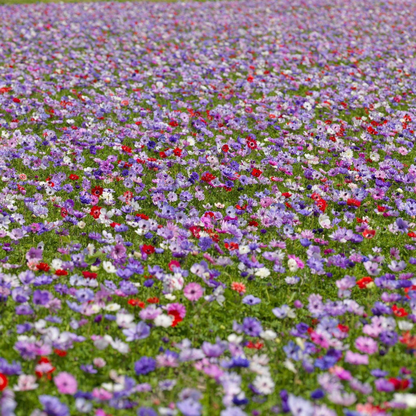 Anemone Coronaria - 30 Pzs - Anemoon De Caen - Bulbos De Flores_4
