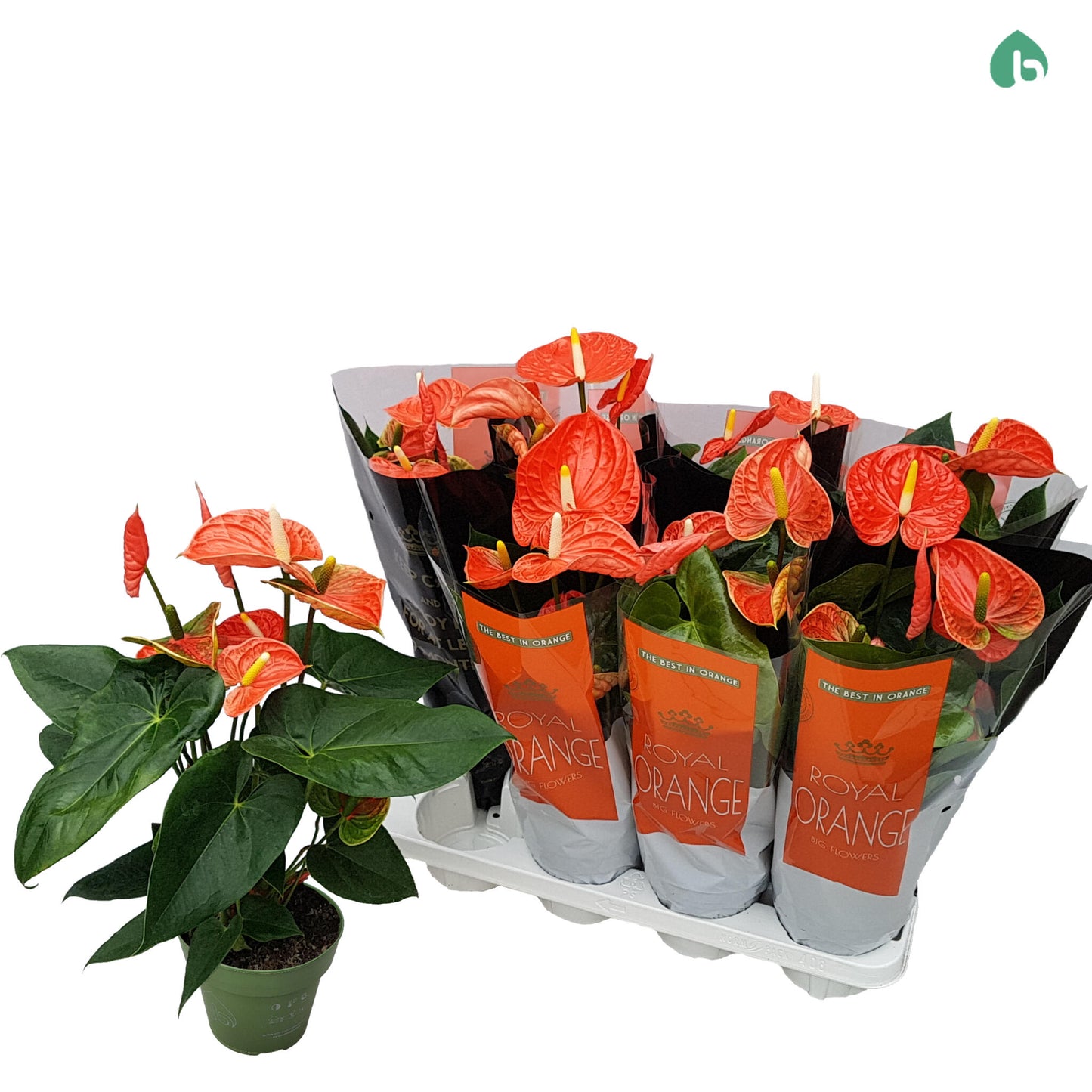 Anthurium Prince Of Orange Planta De Interior_0