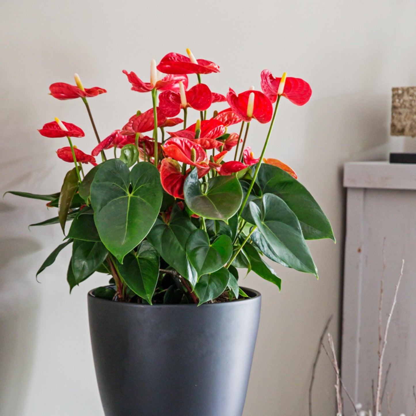 Anturio - Anthurium 'madural Red' - Altura 40-45cm - Ø14cm_4