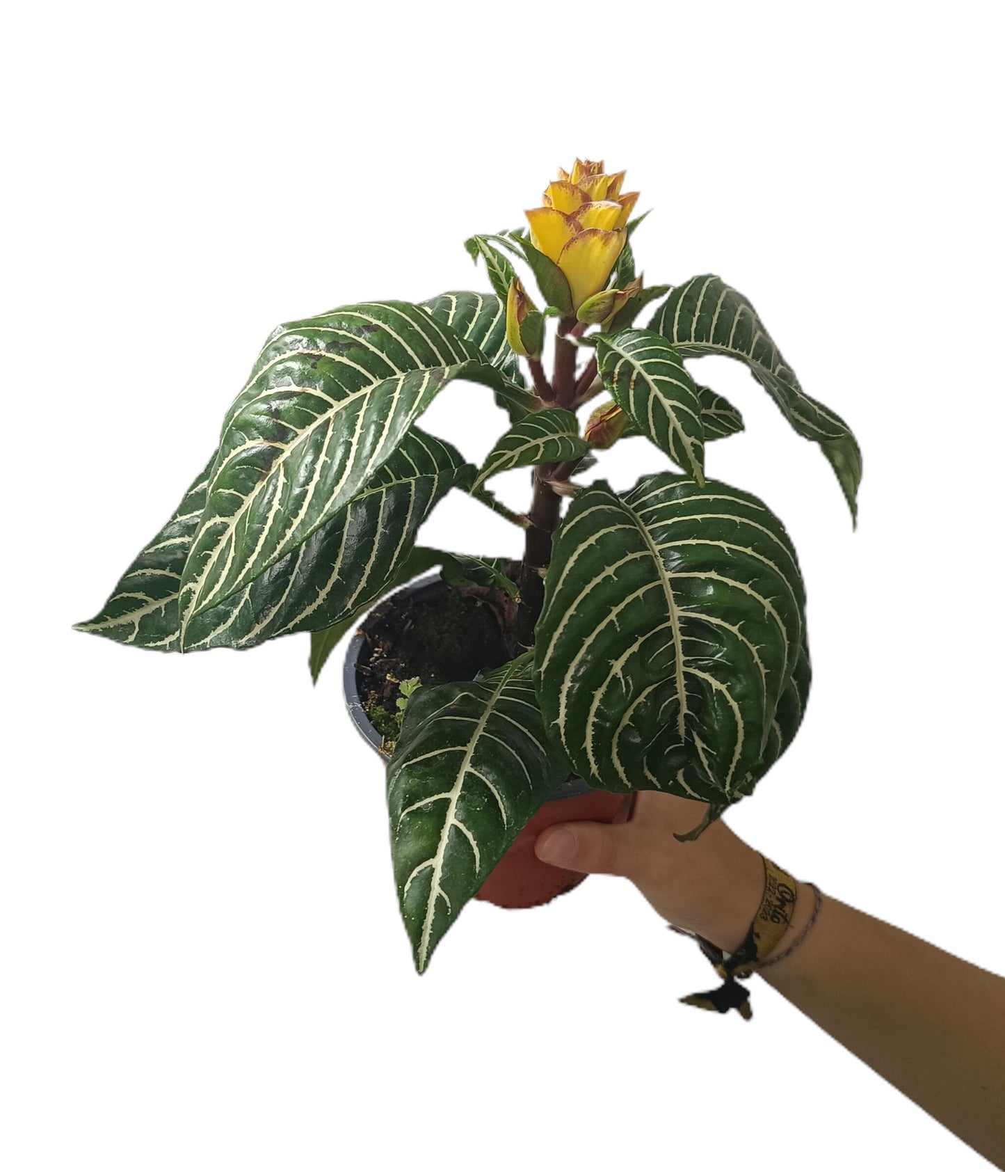 Aphelandra Squarrosa M13 25cm (planta Cebra)_2