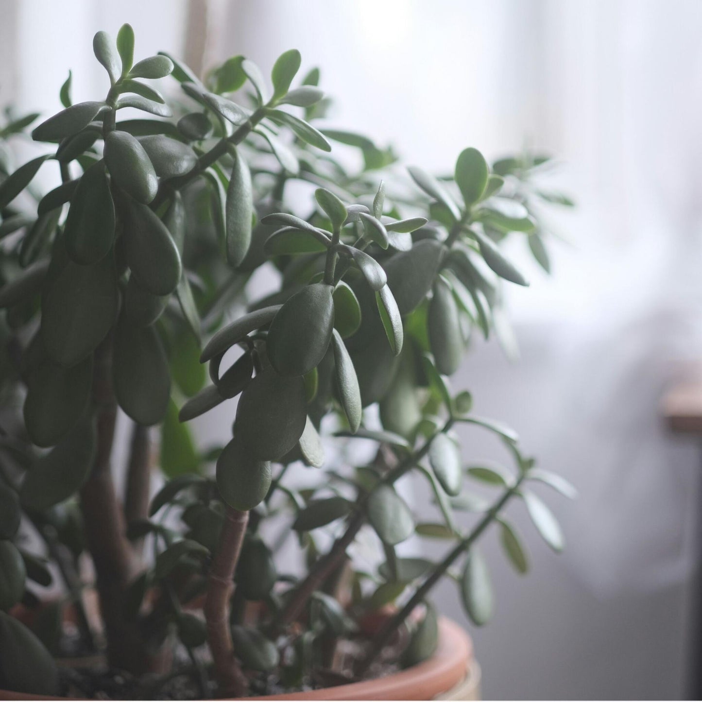 Árbol De Jade - Crassula Ovata 'minor' - Altura 60-65cm - ⌀30cm_4