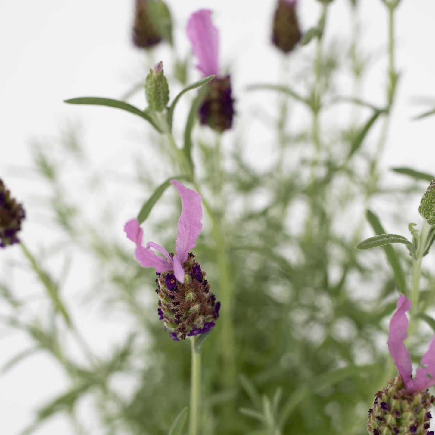 Árbol De Lavanda - Lavandula Stoechas 'anouk' - Altura 45-55cm - ⌀15cm_3