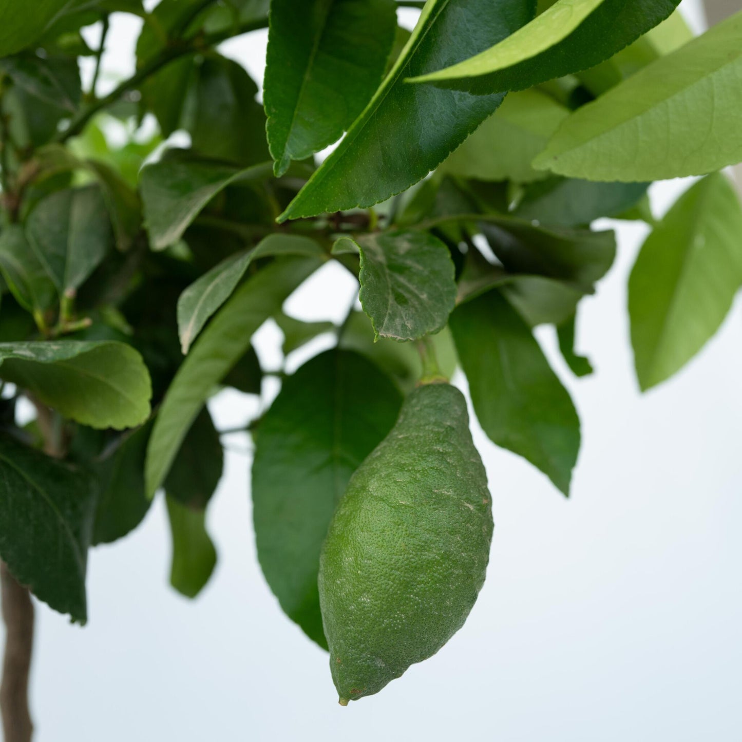 Árbol De Limón - Citrus Limon - Altura 60-70cm - ⌀19cm_3