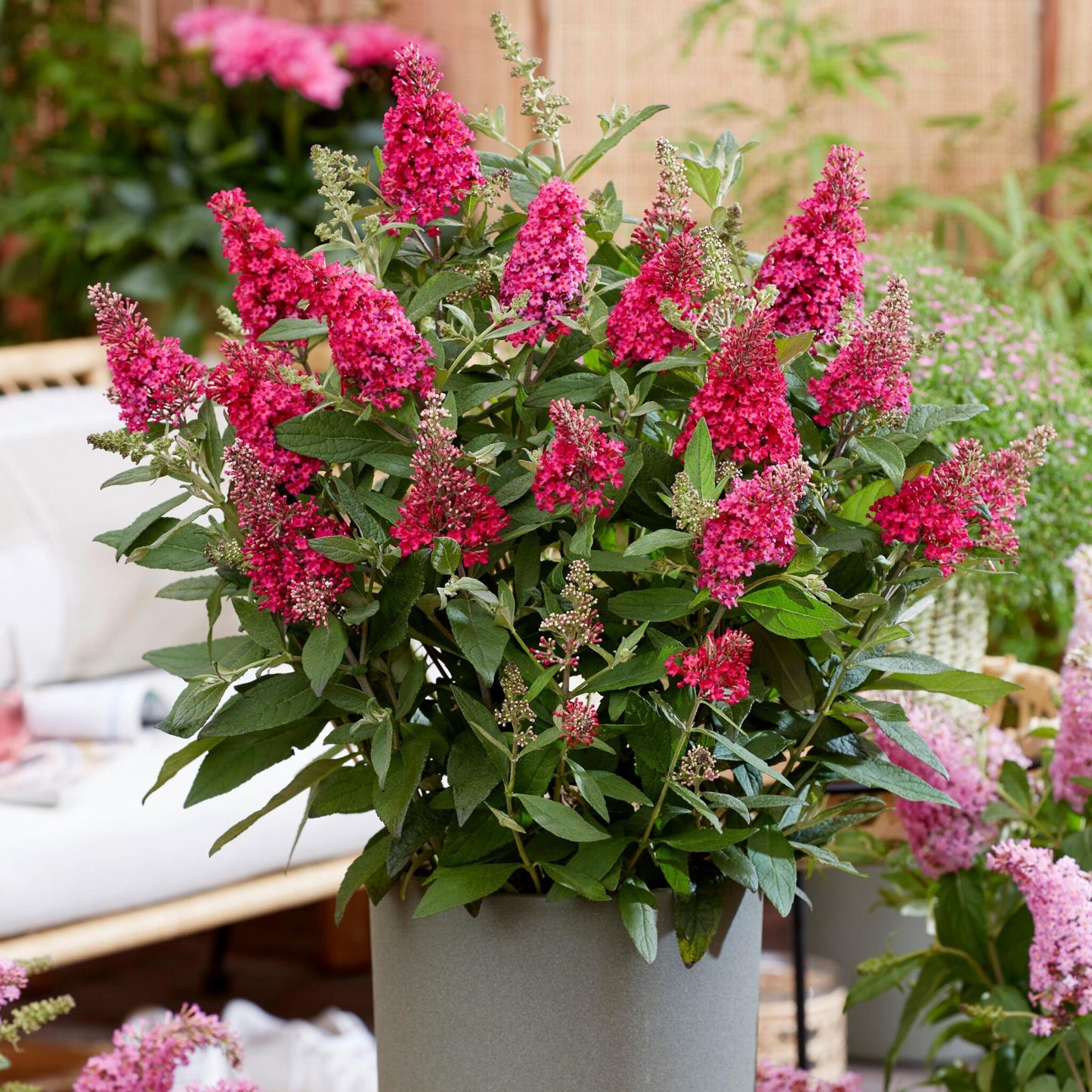 Arbusto De Las Mariposas - 2 Pzs - Buddleja Davidii - Altura 30-40cm - ⌀19cm_4