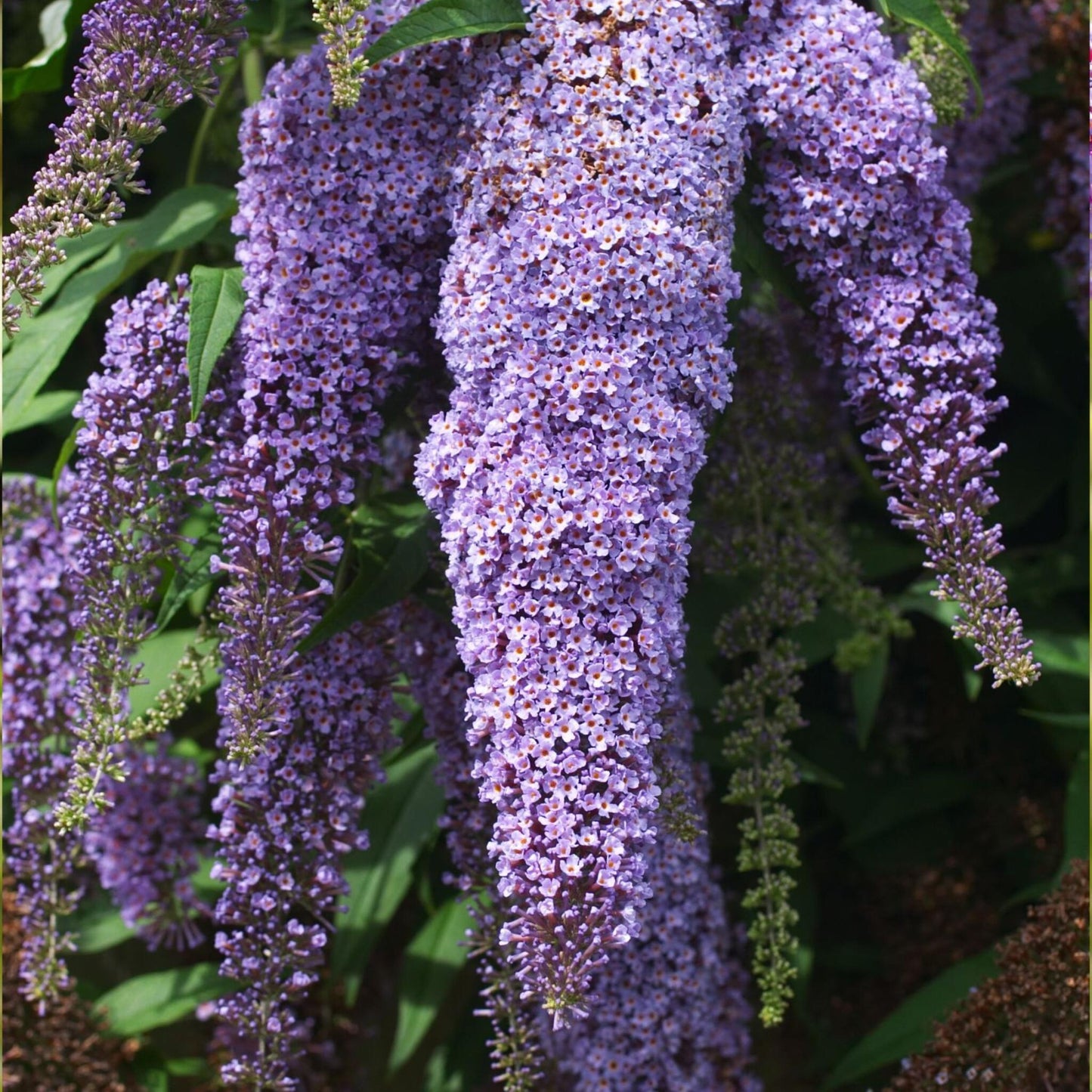 Arbusto De Las Mariposas - 3 Pzs - Buddleja Davidii - Altura 25-40cm - ⌀9cm_3