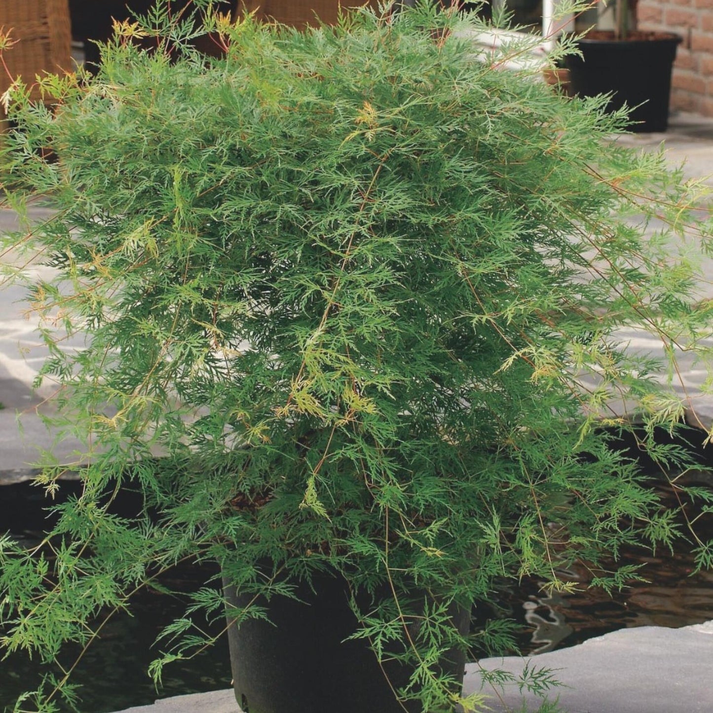 Arce Japonés - 2 Pzs - Acer Palmatum 'emerald Lace' - Altura 60-70cm - ⌀19cm_4