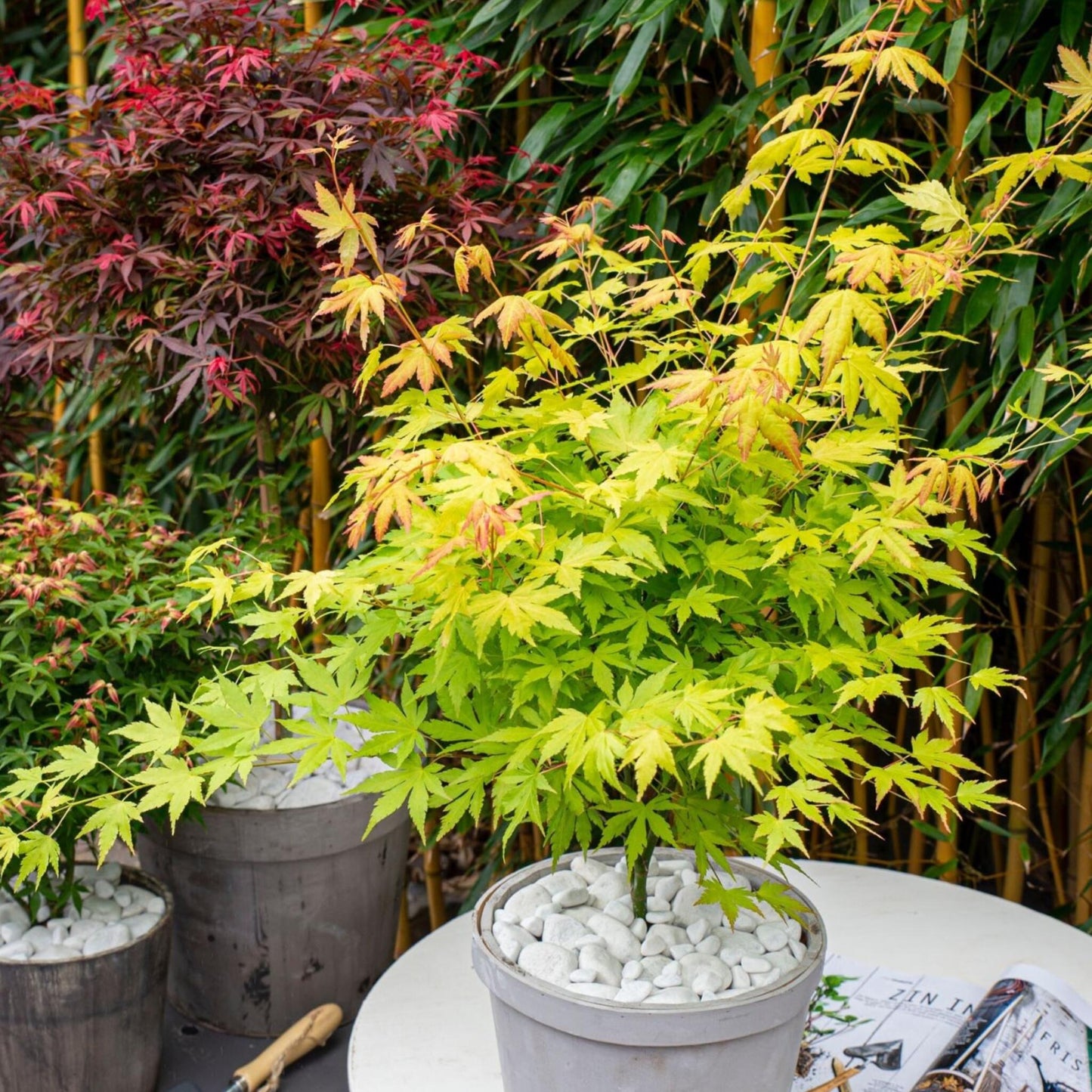 Arce Japonés - 2 Pzs - Acer Palmatum 'orange Lace' - Altura 60-70cm - ⌀19cm_4