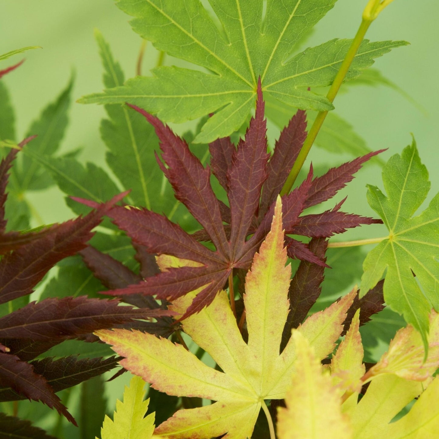 Arce Japonés - Acer Palmatum 'festival' - Altura 60-70cm - ⌀19cm_3