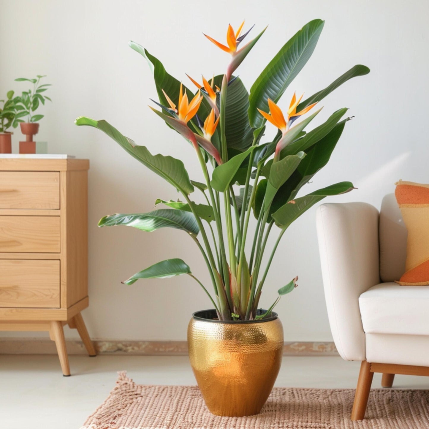 Ave Del Paraíso - Strelitzia Reginae - Con Flores - Altura 70-100cm - Ø19cm_4