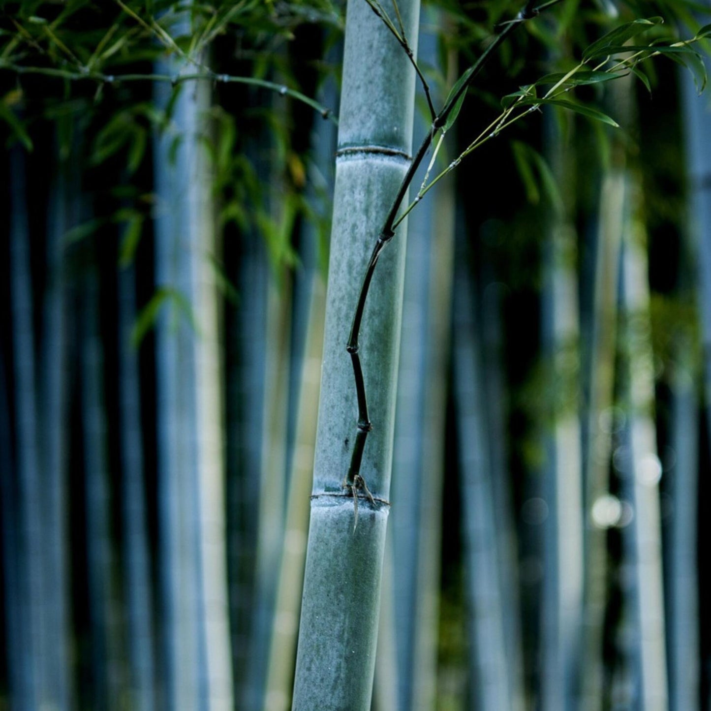 Bambú - 18 Pzs - Fargesia Papyrifera 'blue Dragon' - Altura 30-40cm - ⌀13cm_3