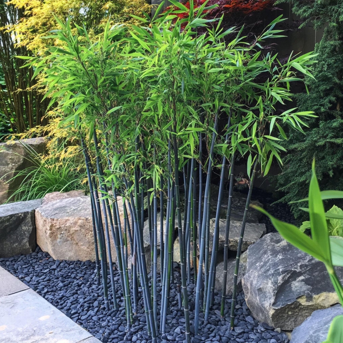 Bambú - 2 Pzs - Fargesia Papyrifera 'blue Dragon' - Altura 30-40cm - ⌀13cm_4