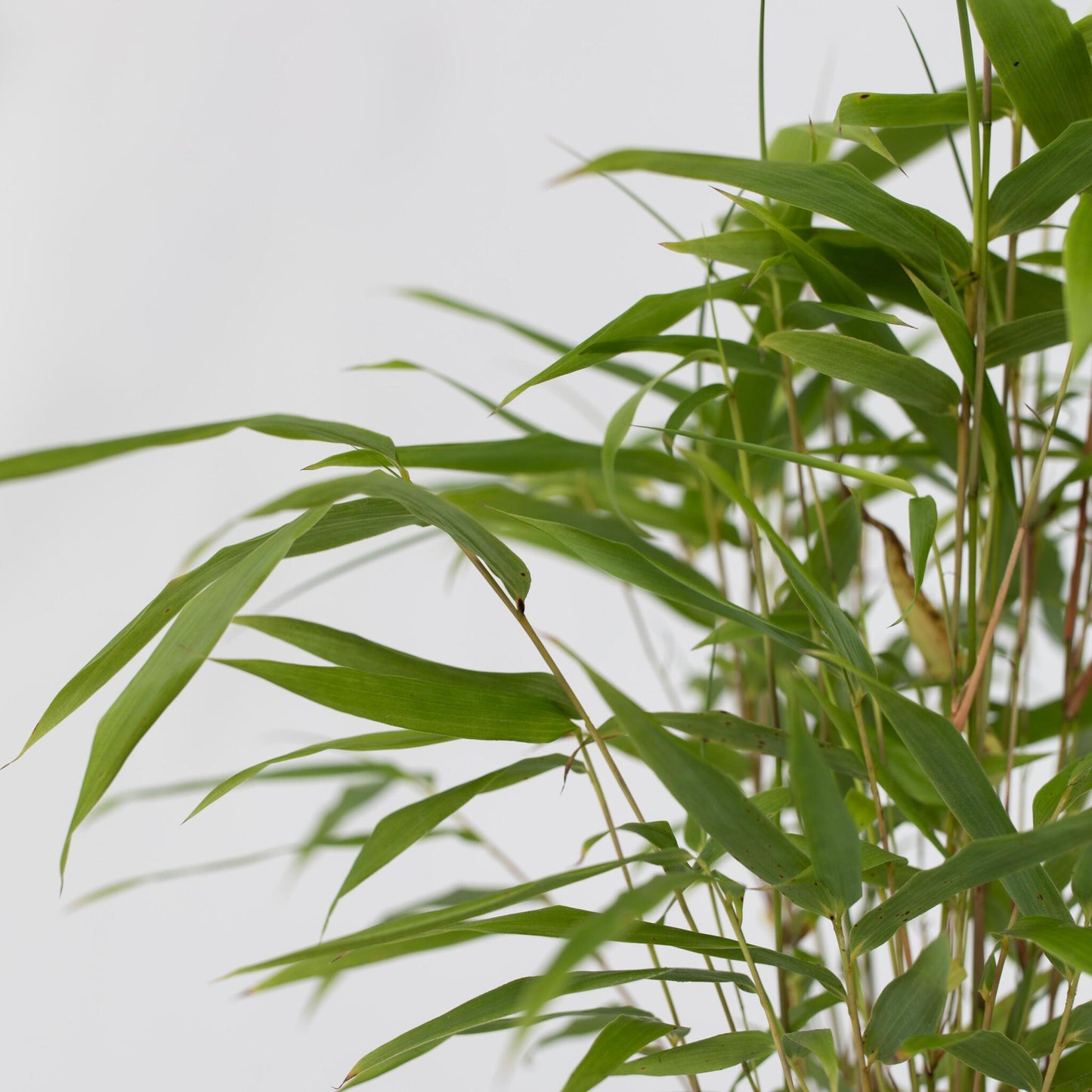 Bambú - 6 Pzs - Fargesia Papyrifera 'grex' - Altura 30-40cm - ⌀13cm_3