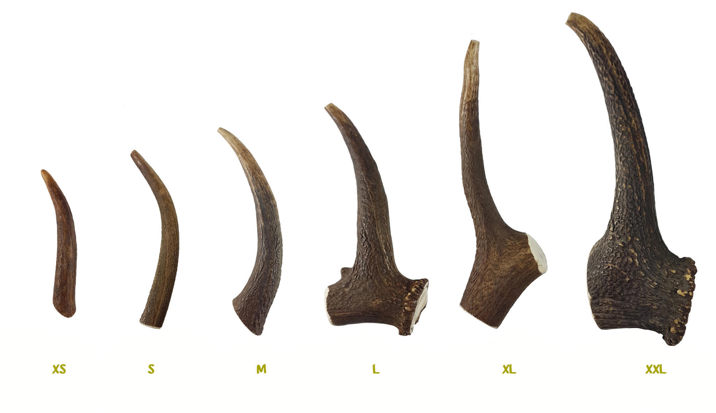 Bimordiscos Asta De Ciervo Para Perros. Xxl_4