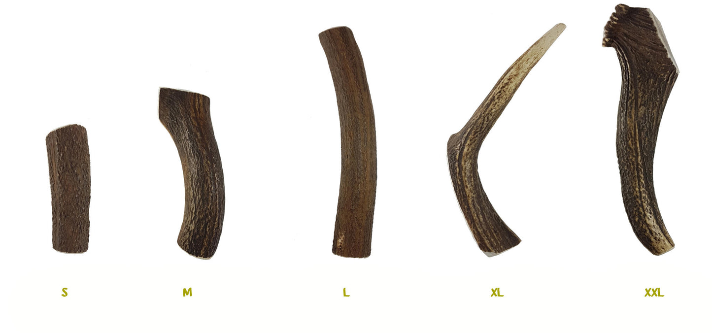Bimordiscos Asta De Ciervo Partida Para Perros. Xxl_3