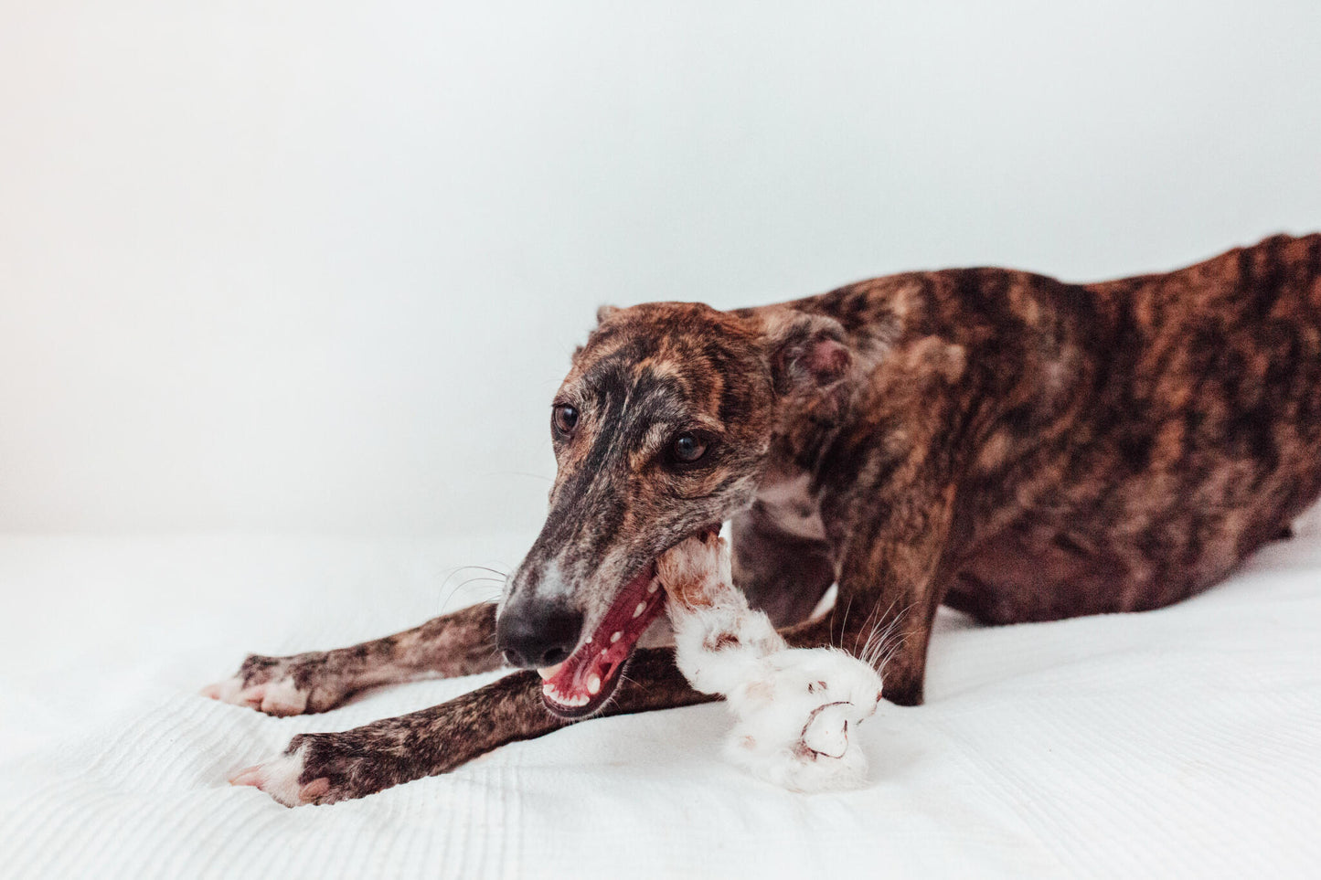 Bimordiscos Orejas De Conejo Para Perros Y Gatos (40 Uds.)_1