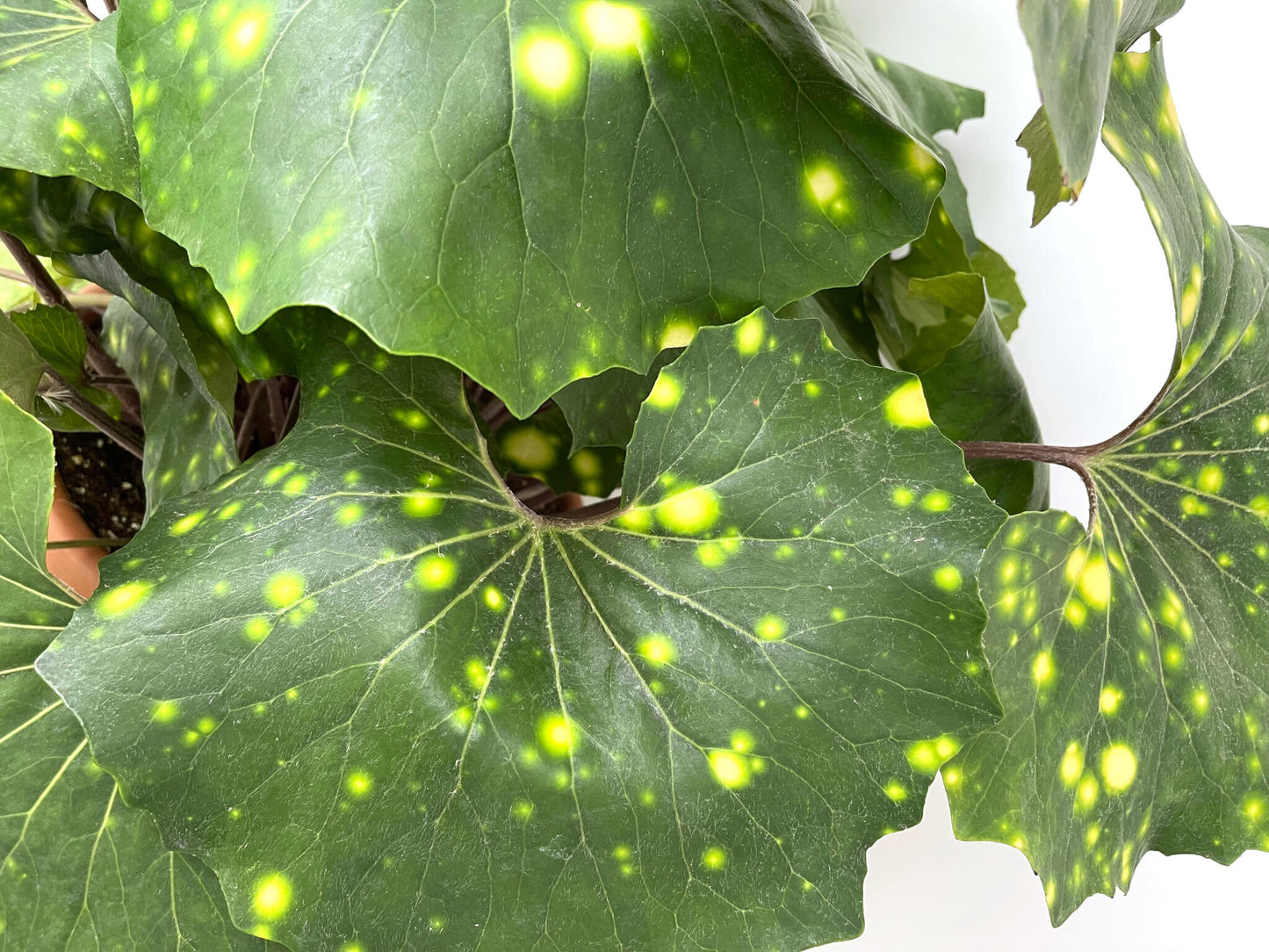 Boina De Vasco Variegata (ligularia Japonica) 60cm_1