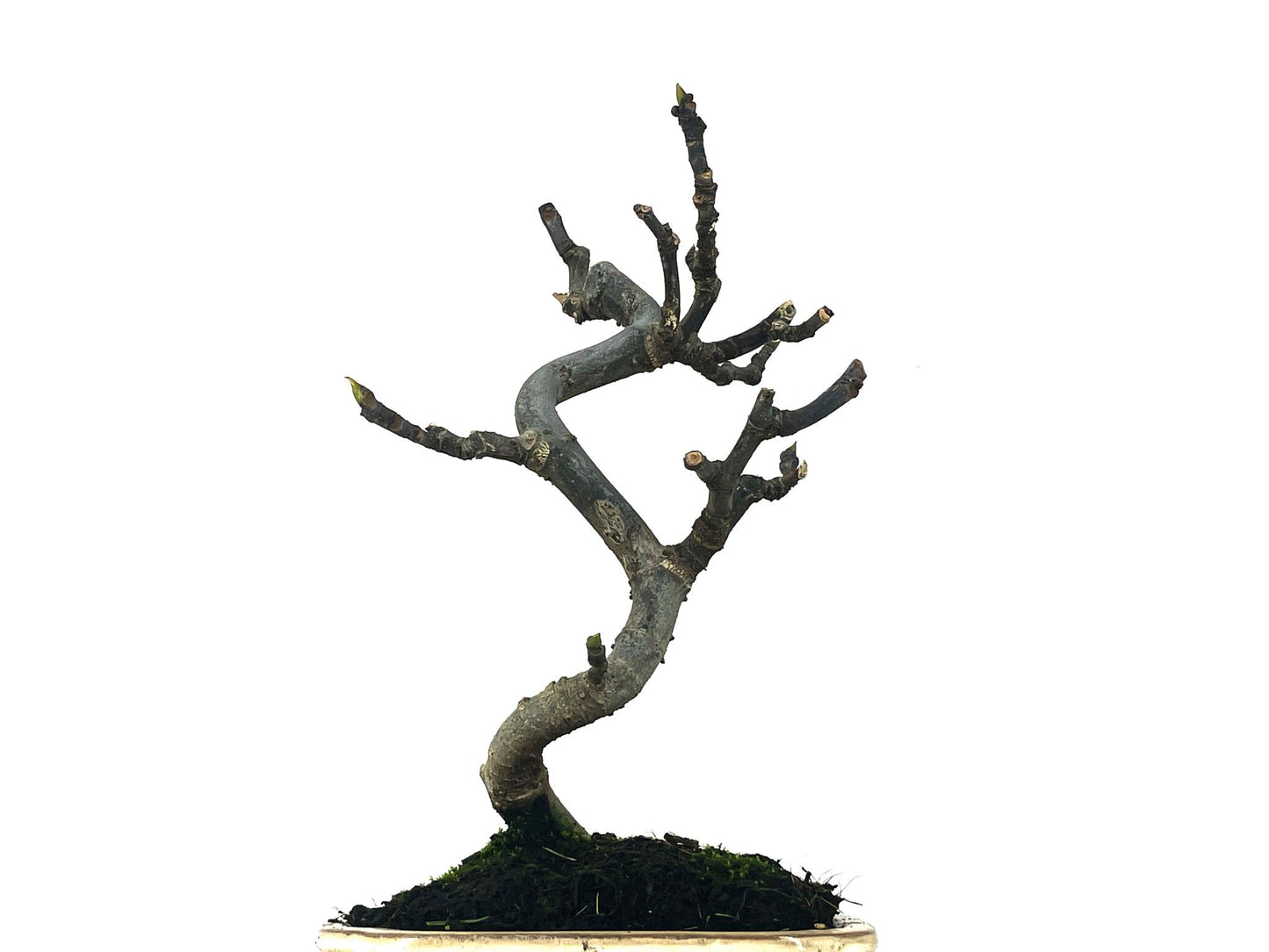 Bonsái Ficus Carica – Higuera 8 Años_5