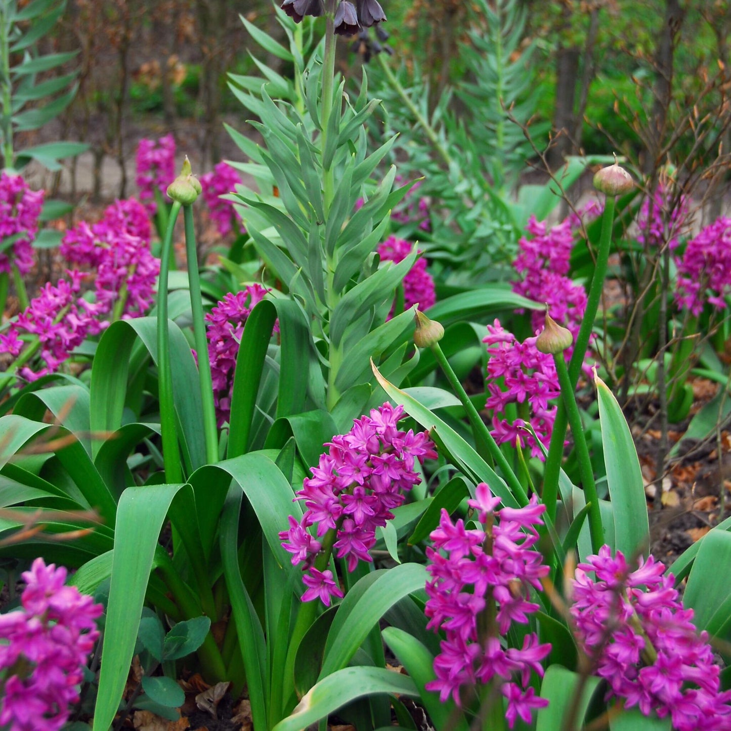 Bulbos De Jacinto - Set De 10 - Hyacinthus 'purple Voice' - Bulbos Florales_4