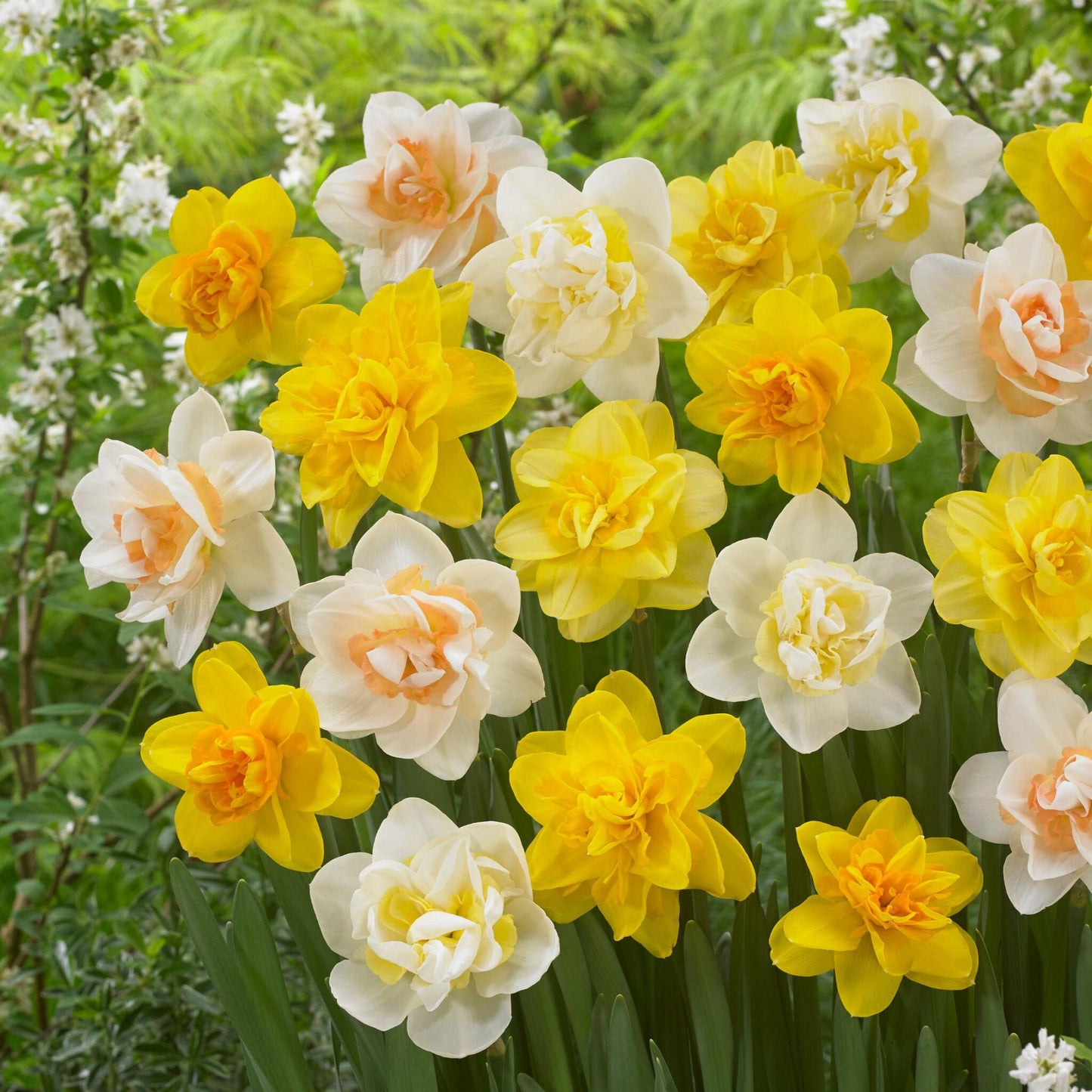 Bulbos De Narcisos - 10 Pzs - Narcissus 'double Mix' - Bulbos De Flores_4
