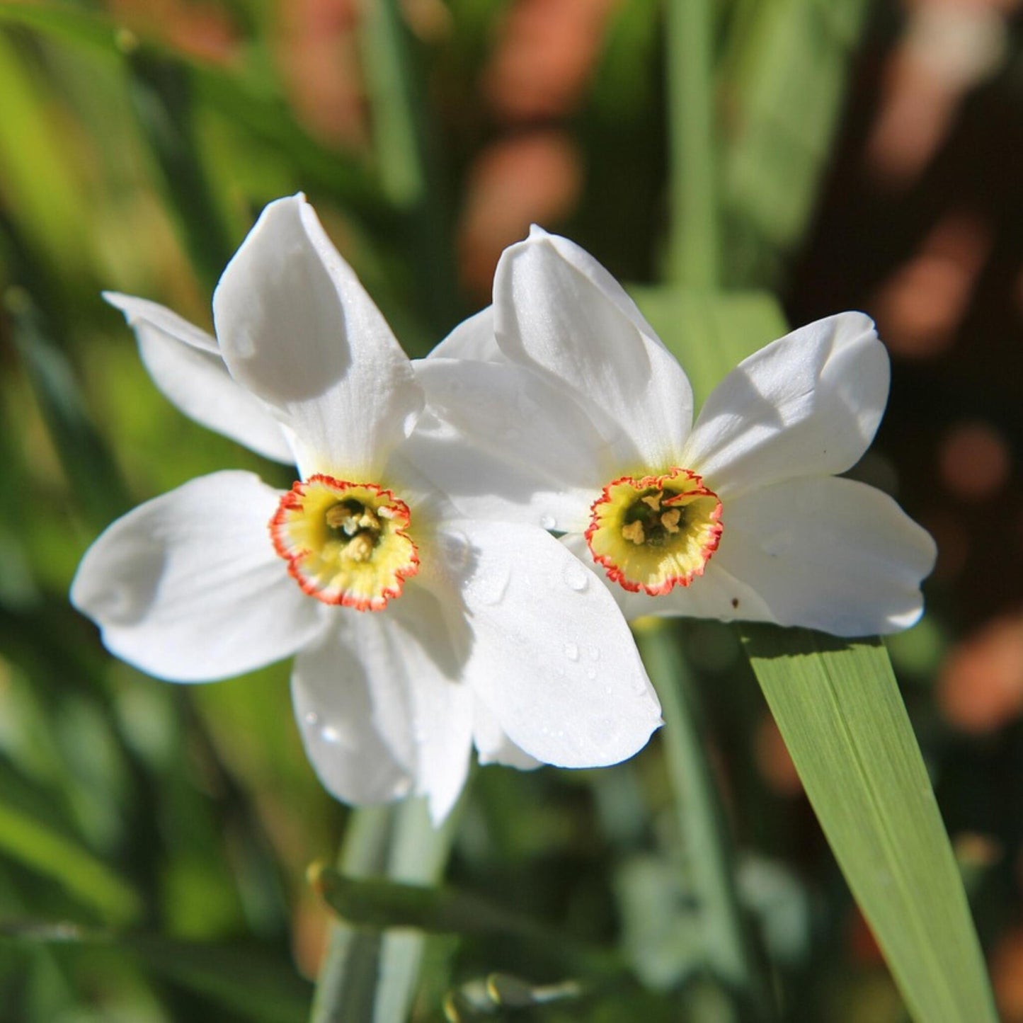 Bulbos De Narcisos - 30 Pzs - Narcissus 'recurvus' - Bulbos De Flores - Blanco_4