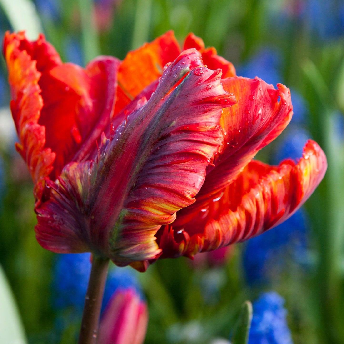 Bulbos De Tulipán - 10 Pzs - Tulipa 'rasta Parrot' - Bulbos De Flores - Blanco_4