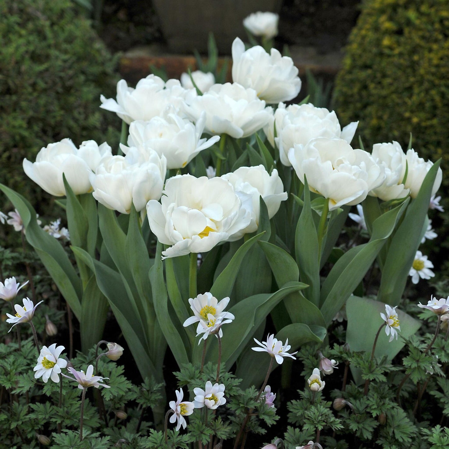 Bulbos De Tulipán - 15 Pzs - Tulipa 'snow Crystal' - Bulbos De Flores - Blanco_4