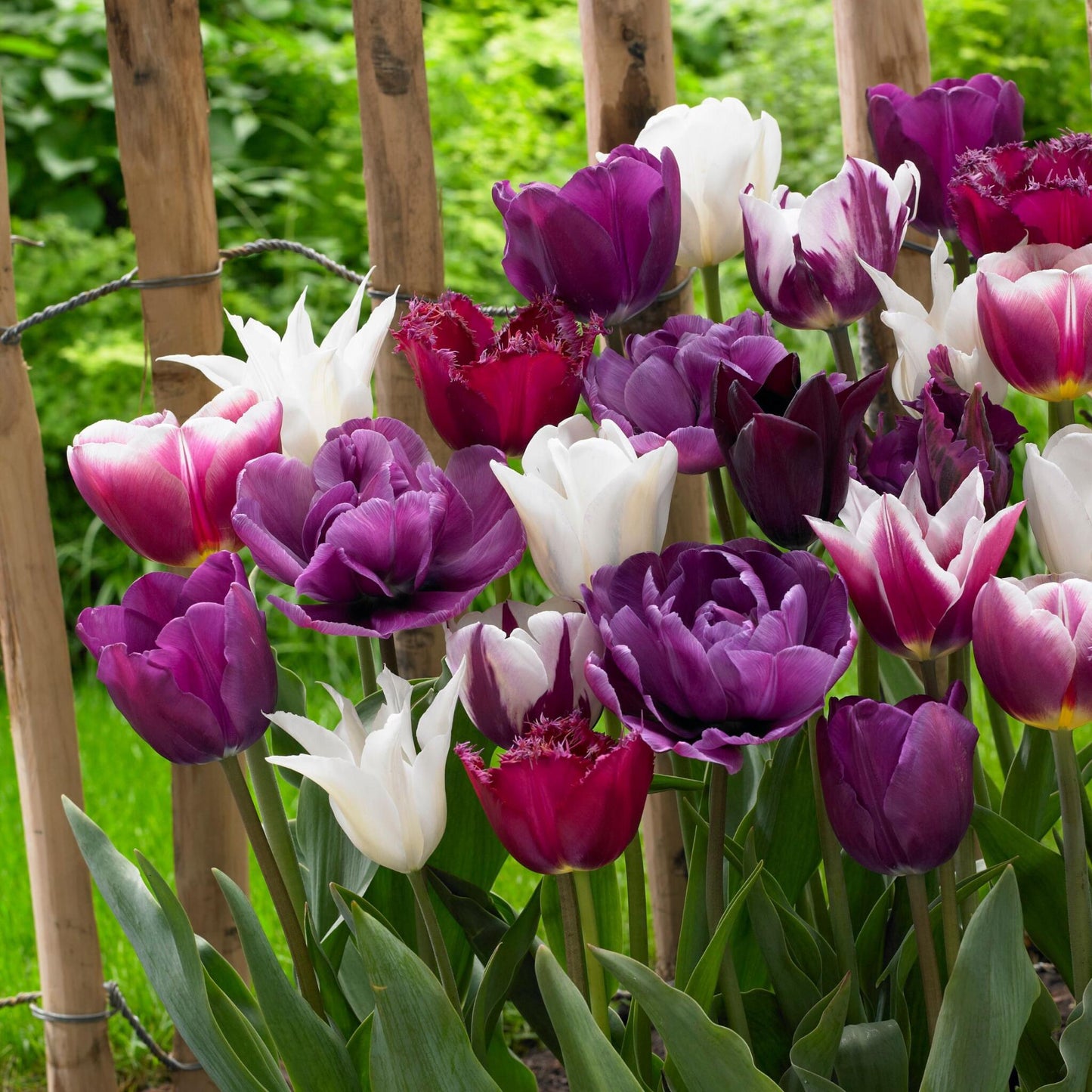 Bulbos De Tulipán - 35 Pzs - Tulipa 'blueberry' - Bulbos De Flores - Púrpura_4