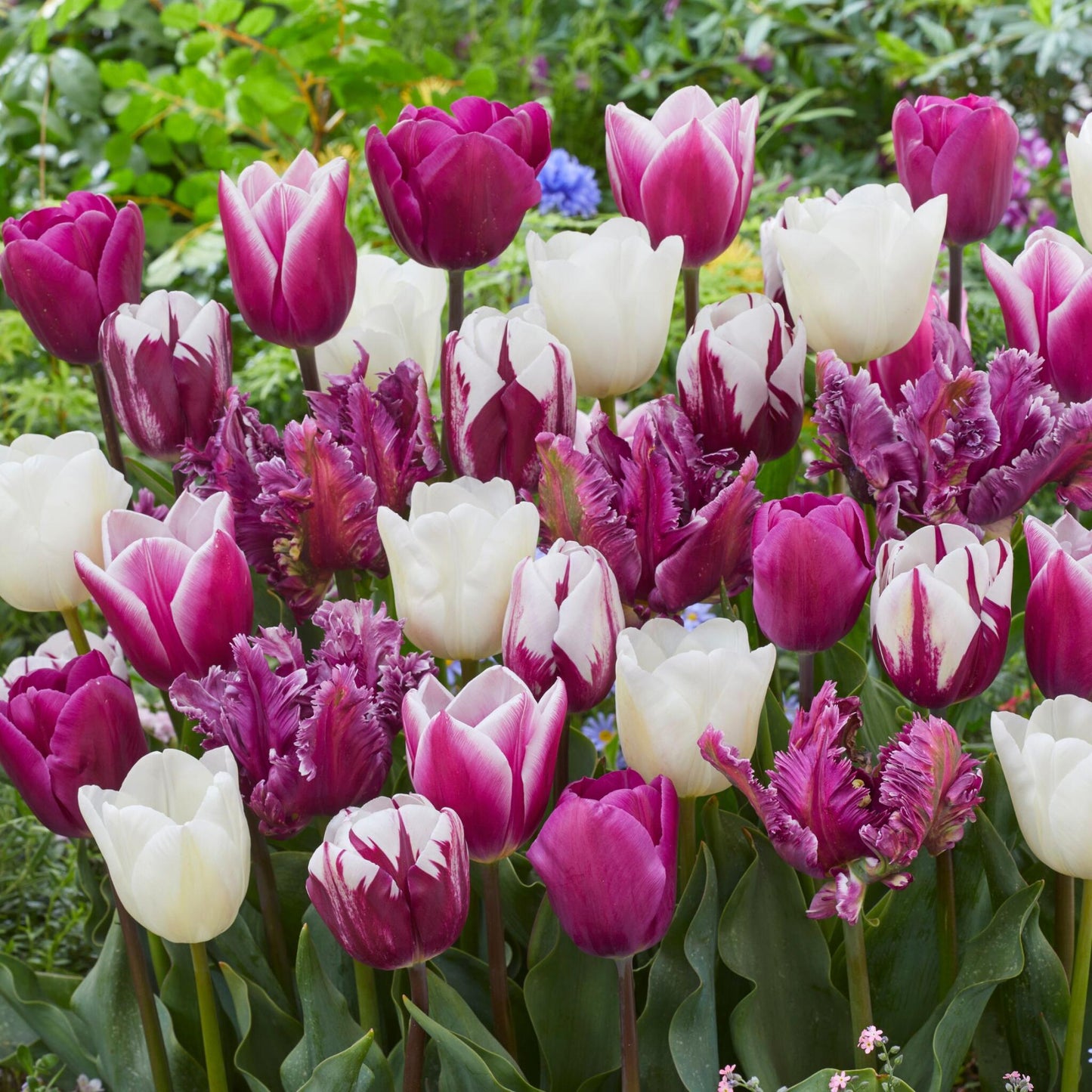 Bulbos De Tulipán - 35 Pzs - Tulipa 'pastel' - Bulbos De Flores_4