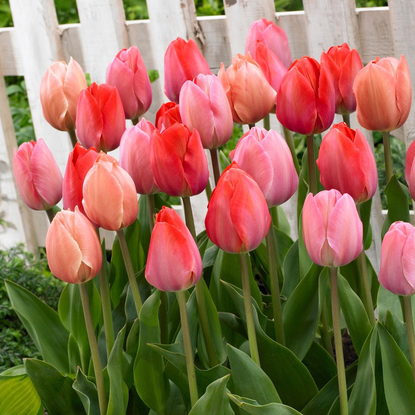 Bulbos De Tulipán - 40 Pzs - Tulipa 'salmon' 'van Eijk'_4