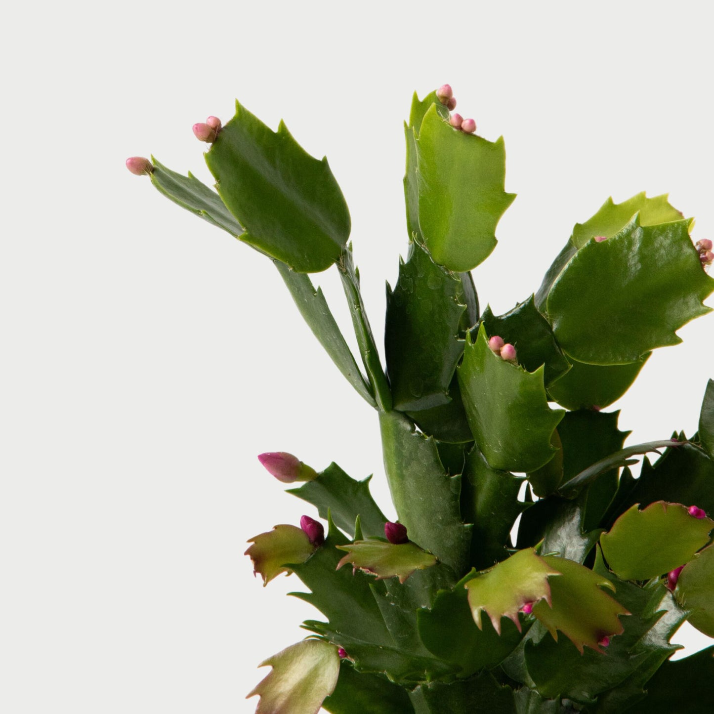 Cactus De Navidad - 6 Pzs - Schlumbergera 'tricolor' - Altura 15-25cm - ⌀9cm_3
