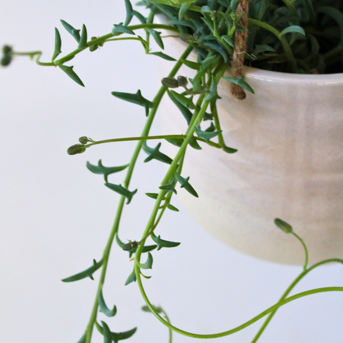 Cadena De Delfines - 2 Pzs - Senecio Peregrinus - Altura 10-20cm - ⌀12cm_3