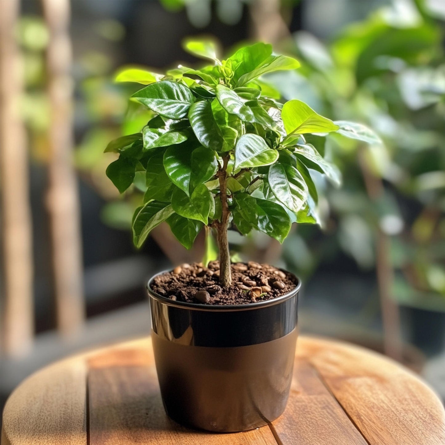 Cafeto Arábico - Coffea Arabica - Altura 25-40cm - ⌀12cm_4
