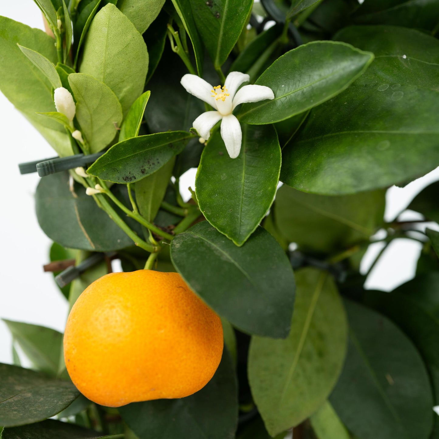 Calamondina - 2 Pzs - Citrus Mitis 'calamondin' - Altura 35-40cm - ⌀14cm_3
