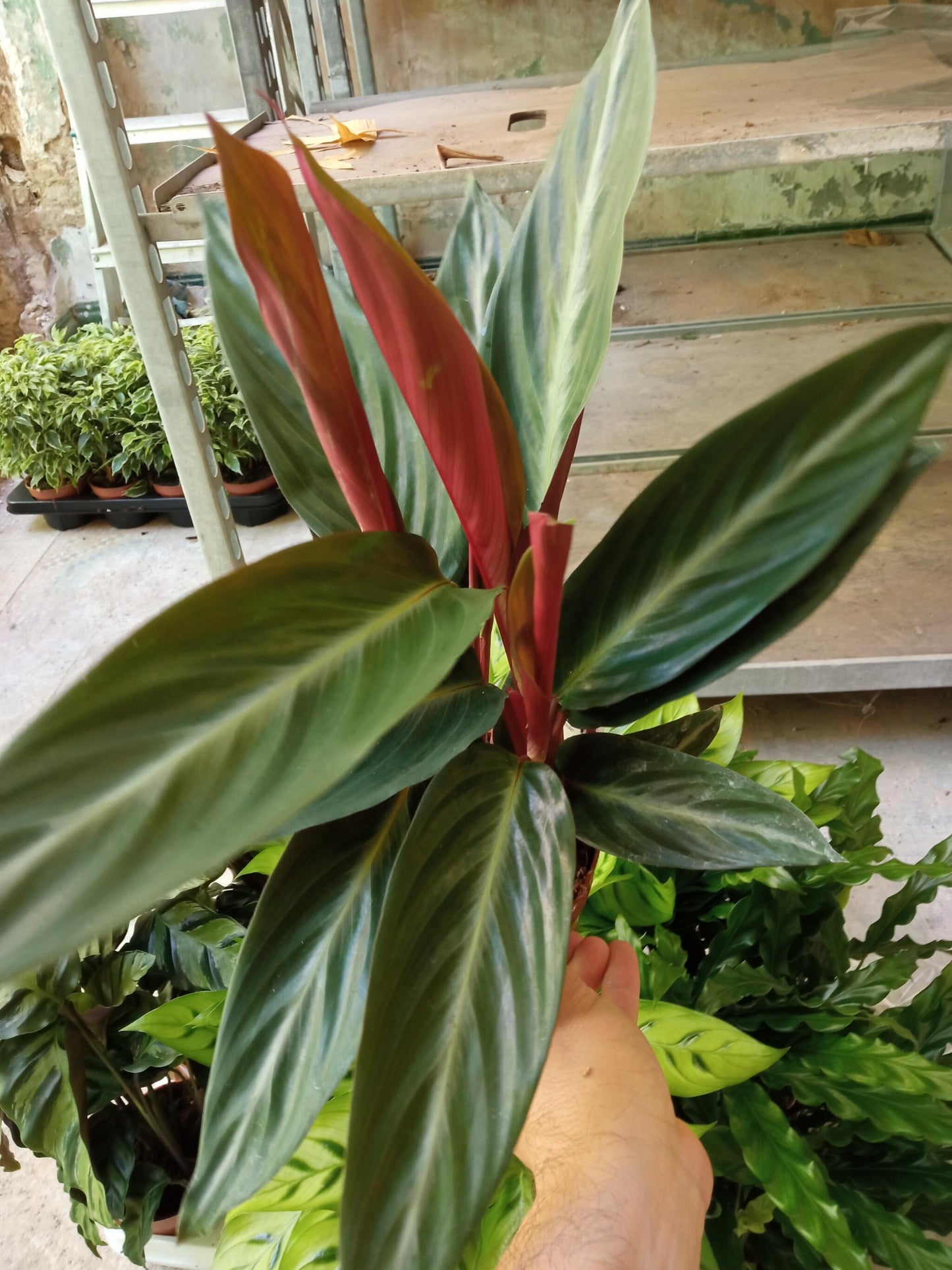 Calathea Stromanthe Sanguinea Ø12 Altura 30 Cm_1