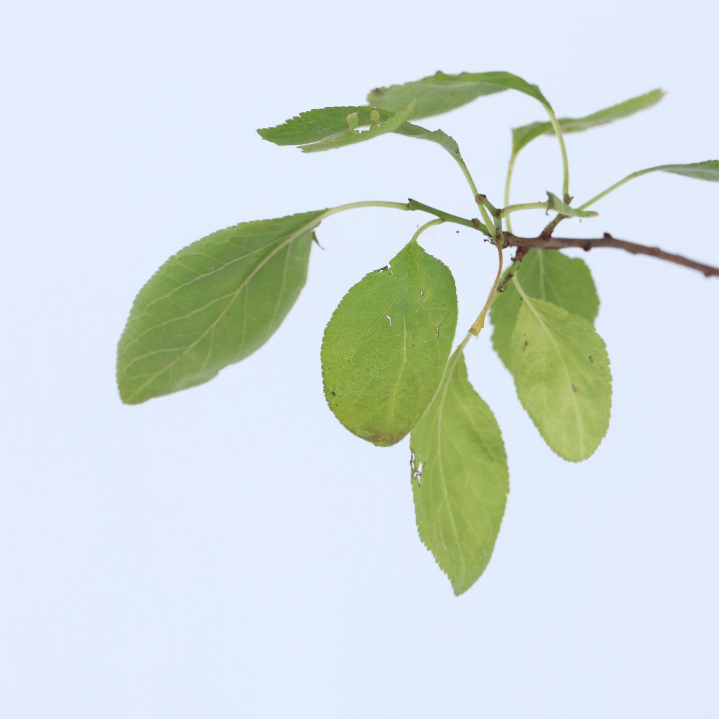 Ciruelo Enano - Prunus Domestica 'opal' - Altura 90-100cm - ⌀21cm_3