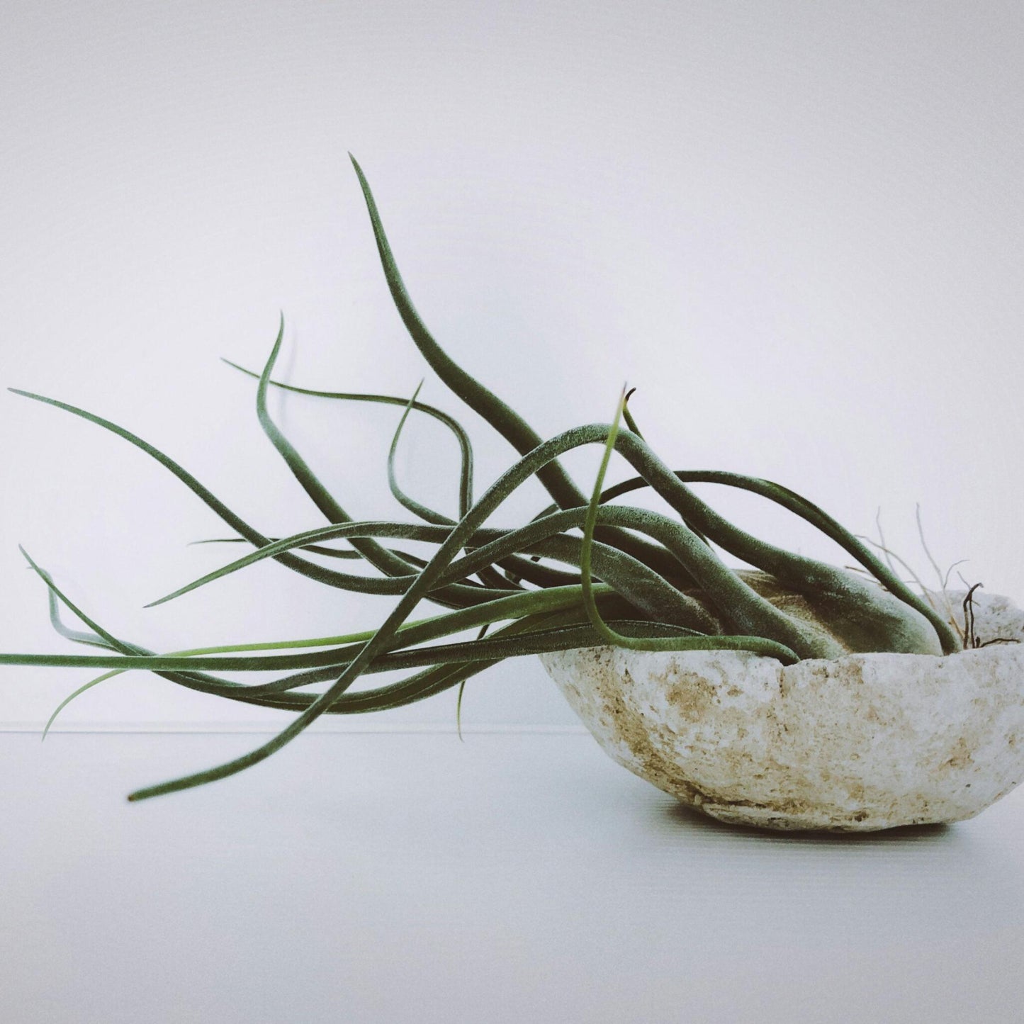 Claveles De Aire - 24 Pzs - Tillandsia - Altura 5-15cm - ⌀5cm_4