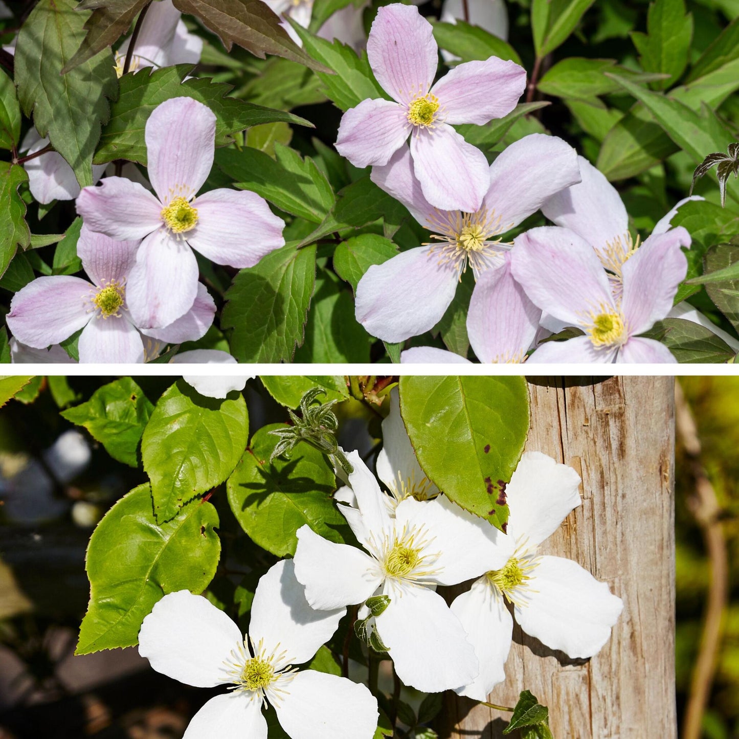 Clemátide - 2 Pzs - Clematis Grandiflora Fragrant Spring - A60-70cm - ⌀15cm_3