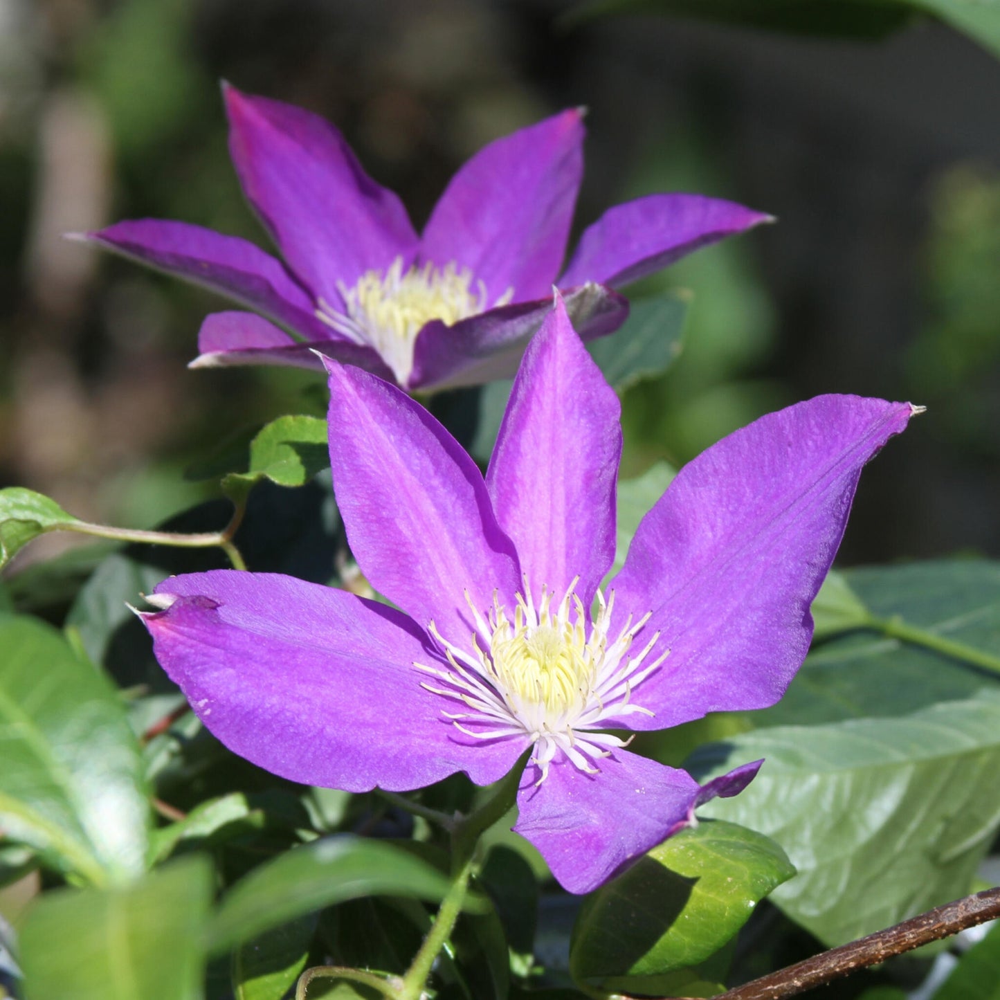 Clemátide - 3 Pzs - Clematis 'the President' - Altura 25-40cm - ⌀9cm_3