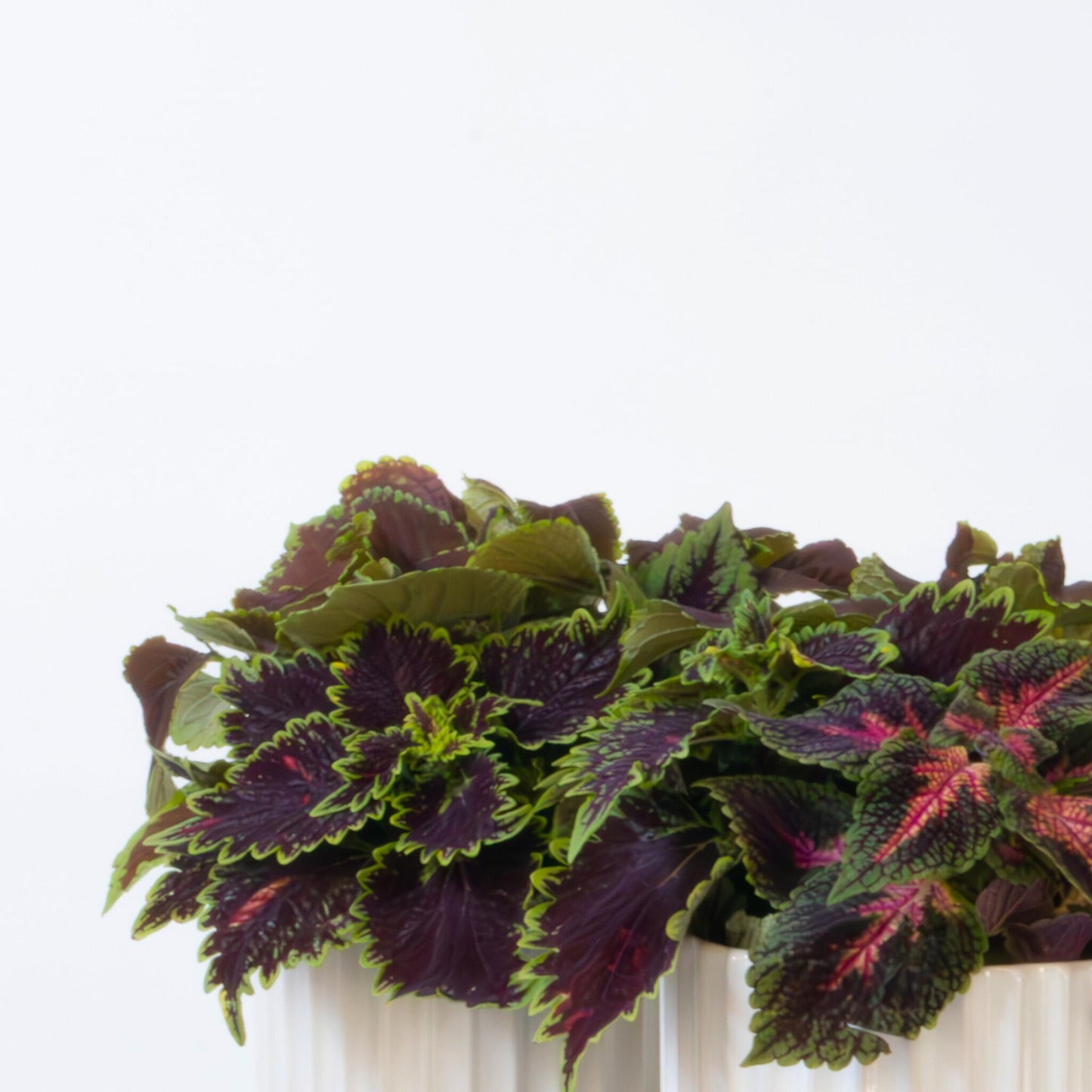 Coleus - Coleus Scutellarioides - Altura 25-35cm - ⌀17cm_3
