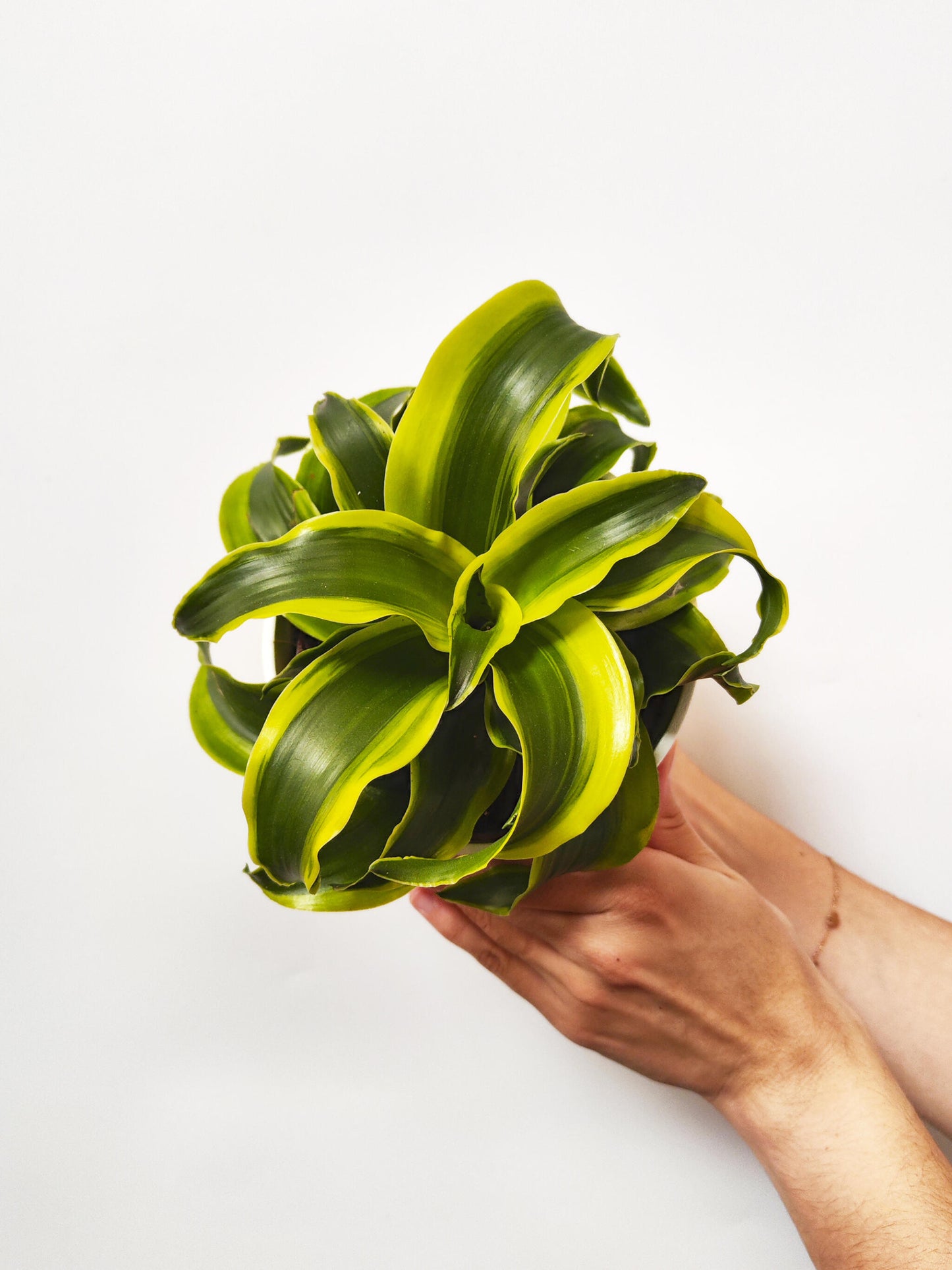 Dracaena Tornado_3