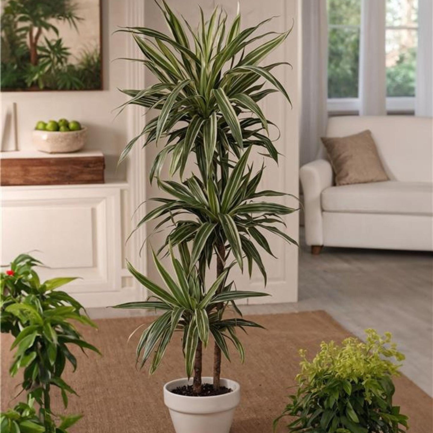 Drácena - 2 Pzs - Dracaena Deremensis 'warneckei' - Altura 60-70cm - ⌀17cm_4