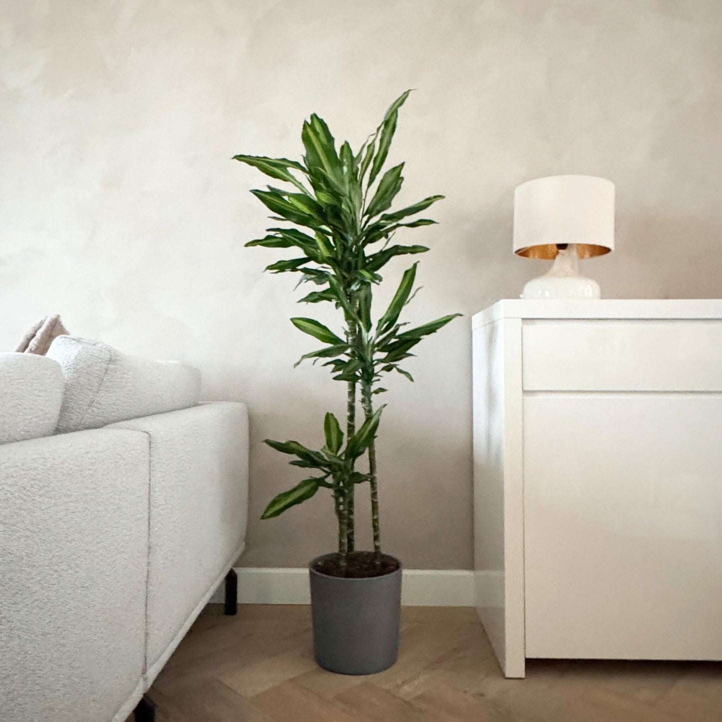 Drácena - Dracaena Fragrans 'cintho' - Altura 140-150cm - ⌀24cm_4