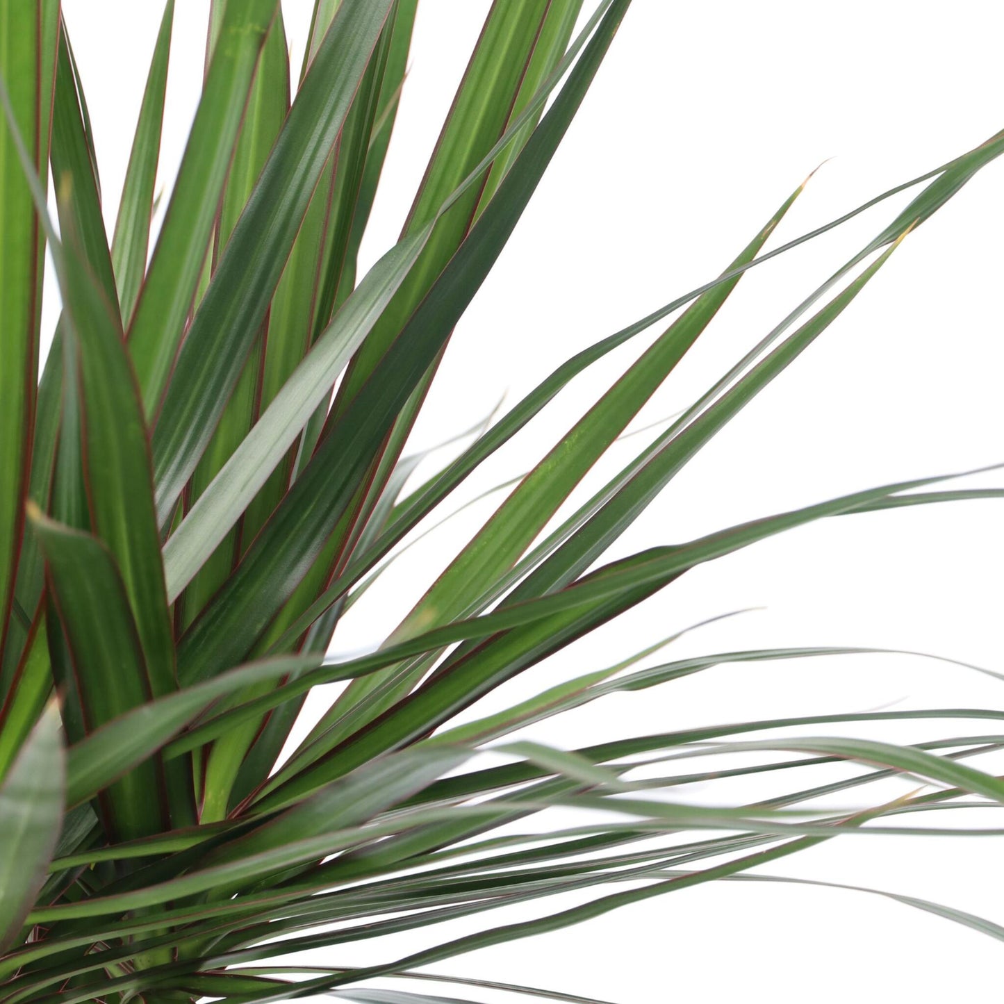 Drácena - Dracaena Marginata - Altura 150-160cm - ⌀27cm_3