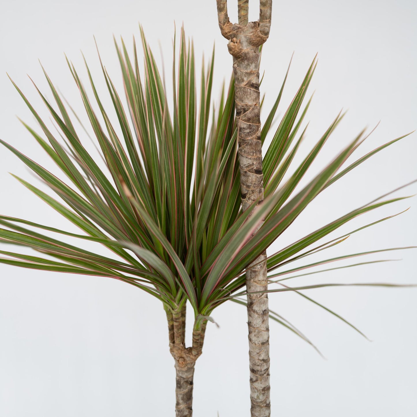 Drácena - Dracaena Marginata 'bicolor' - Altura 70-80cm - ⌀17cm_3