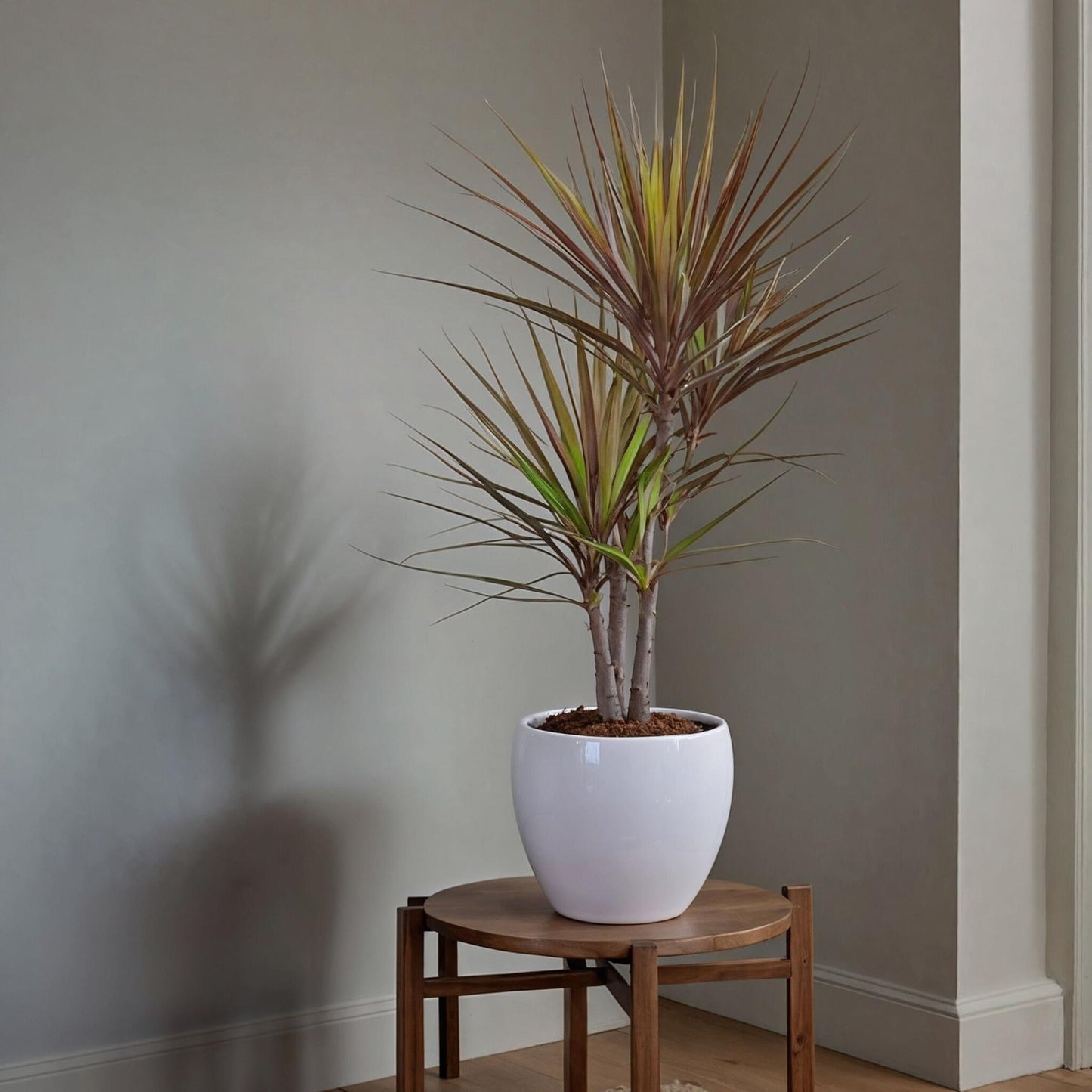 Drácena - Dracaena Marginata 'magenta' - Altura 70-80cm - ⌀17cm_4